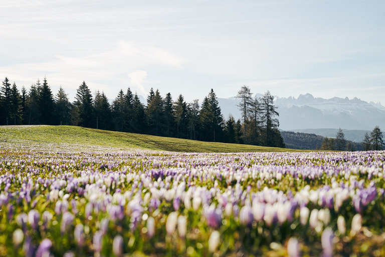 Eine Wiese mit Bäumen und Gebirge im Frühling