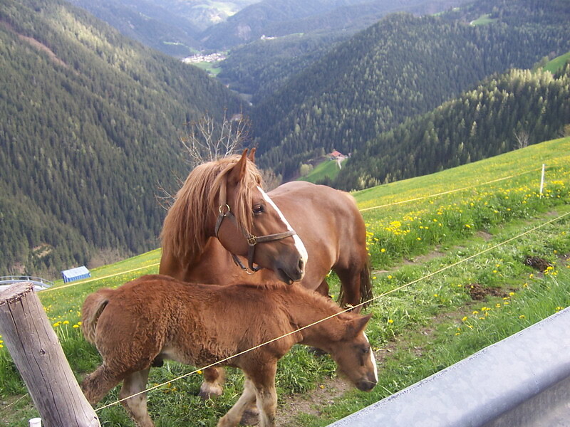 Apartments Ciasa Hones - Bauernhof - Dolomitenregion Kronplatz - #16 - suedtirol.info