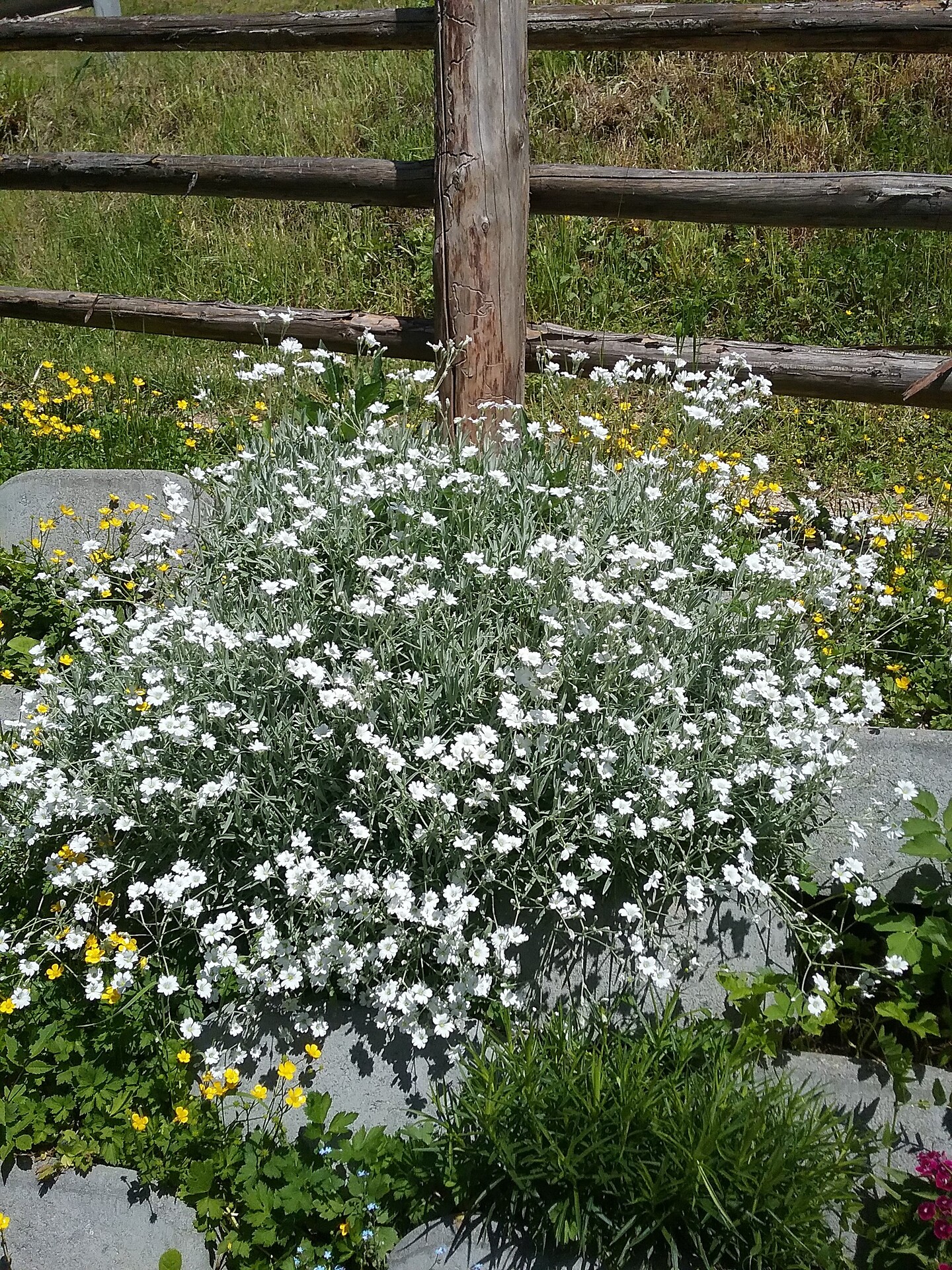 Lüch da Morgnun