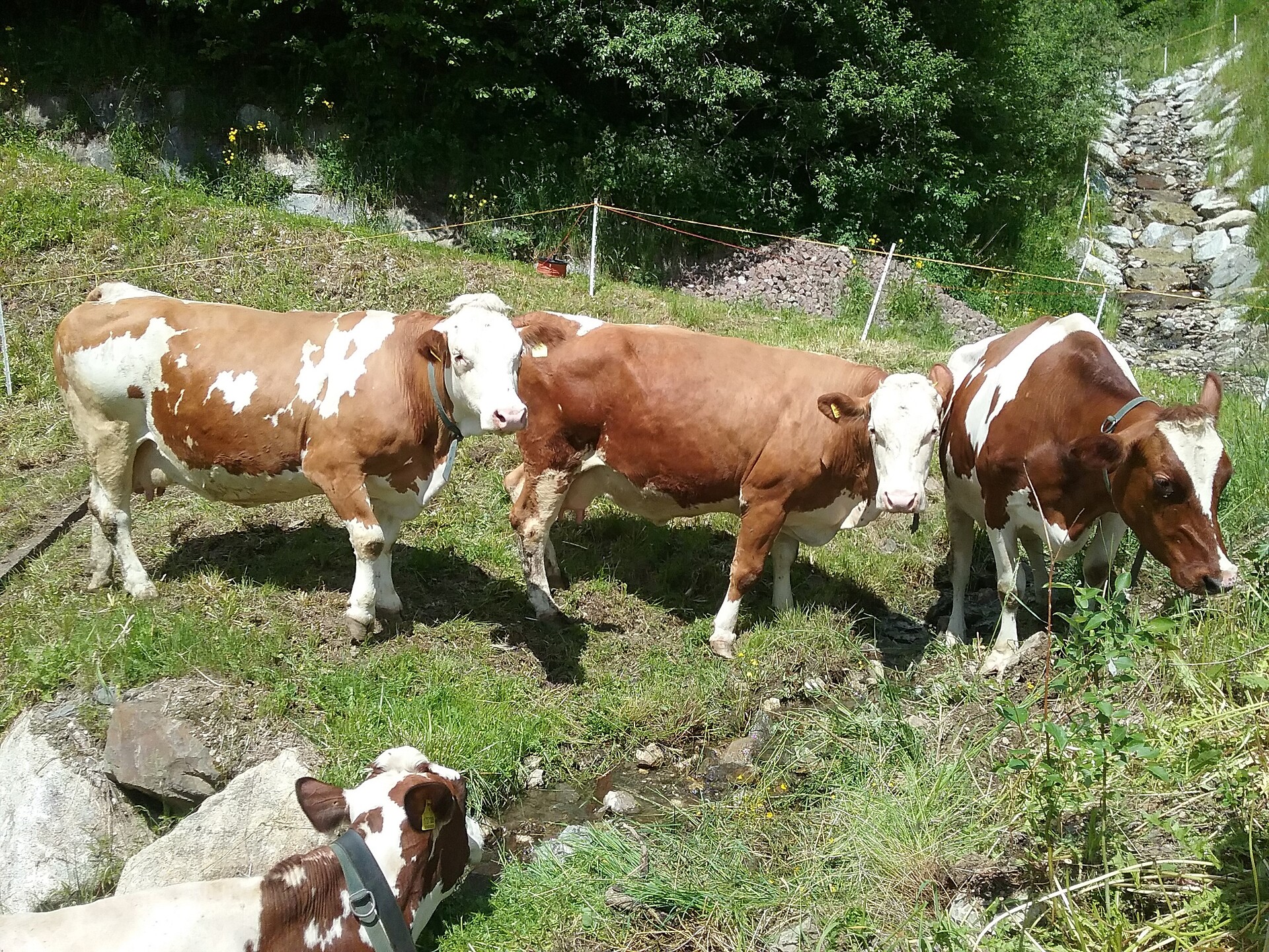 Lüch da Morgnun