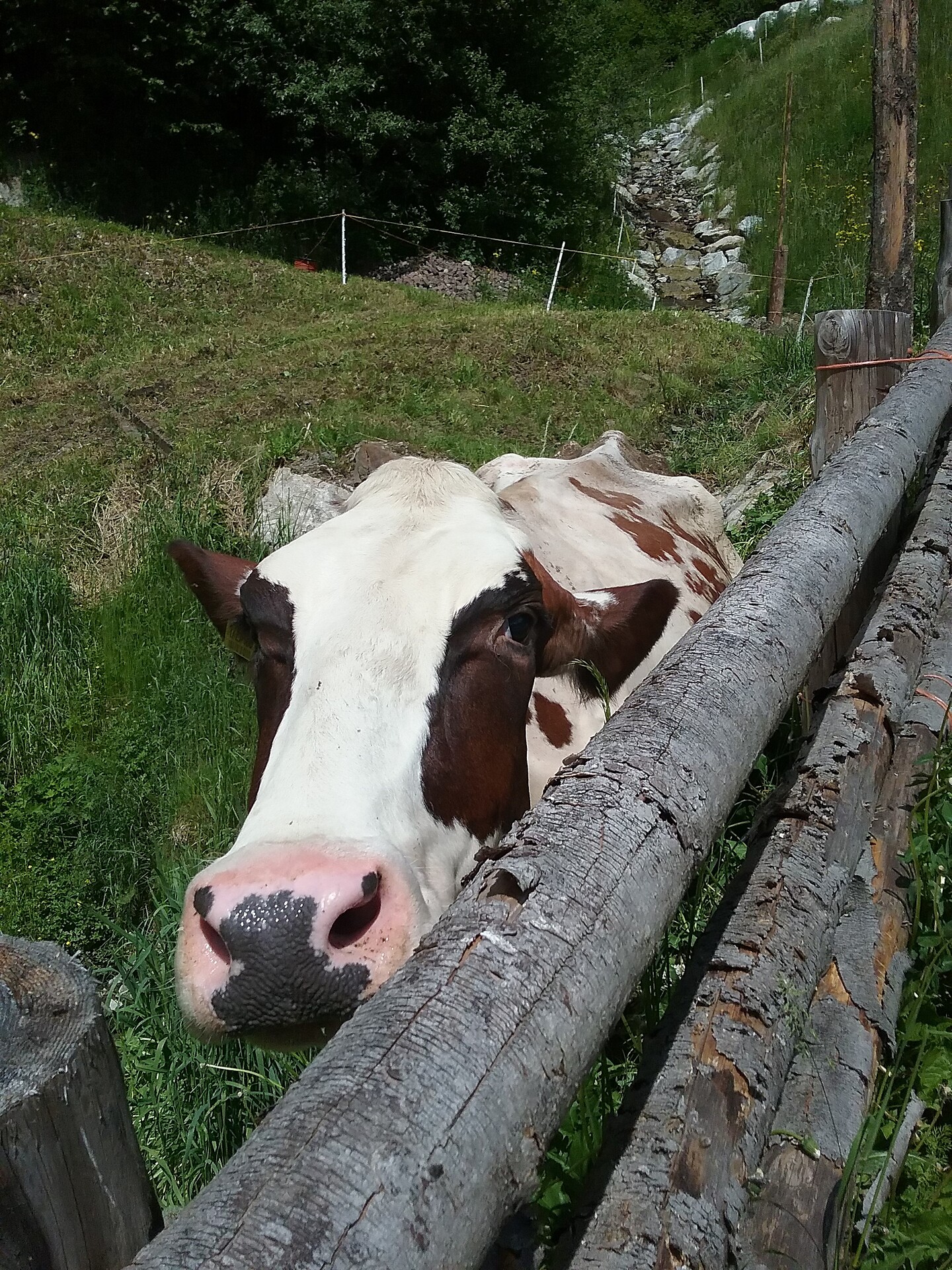 Lüch da Morgnun