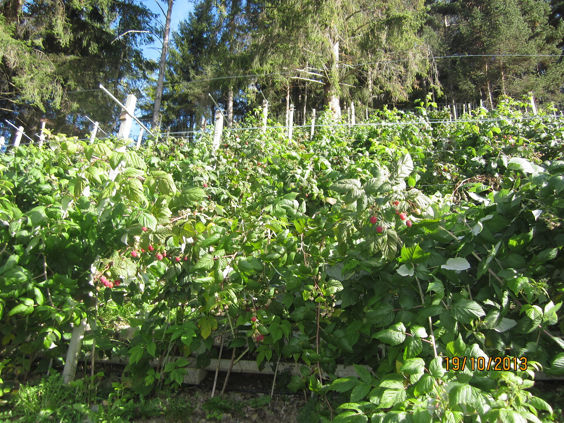 Hauseigene Himbeeren