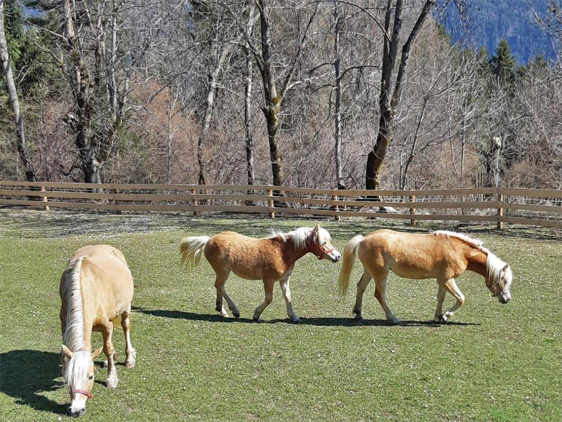 Appartamento Birkenhof Rio di Pusteria 24 suedtirol.info