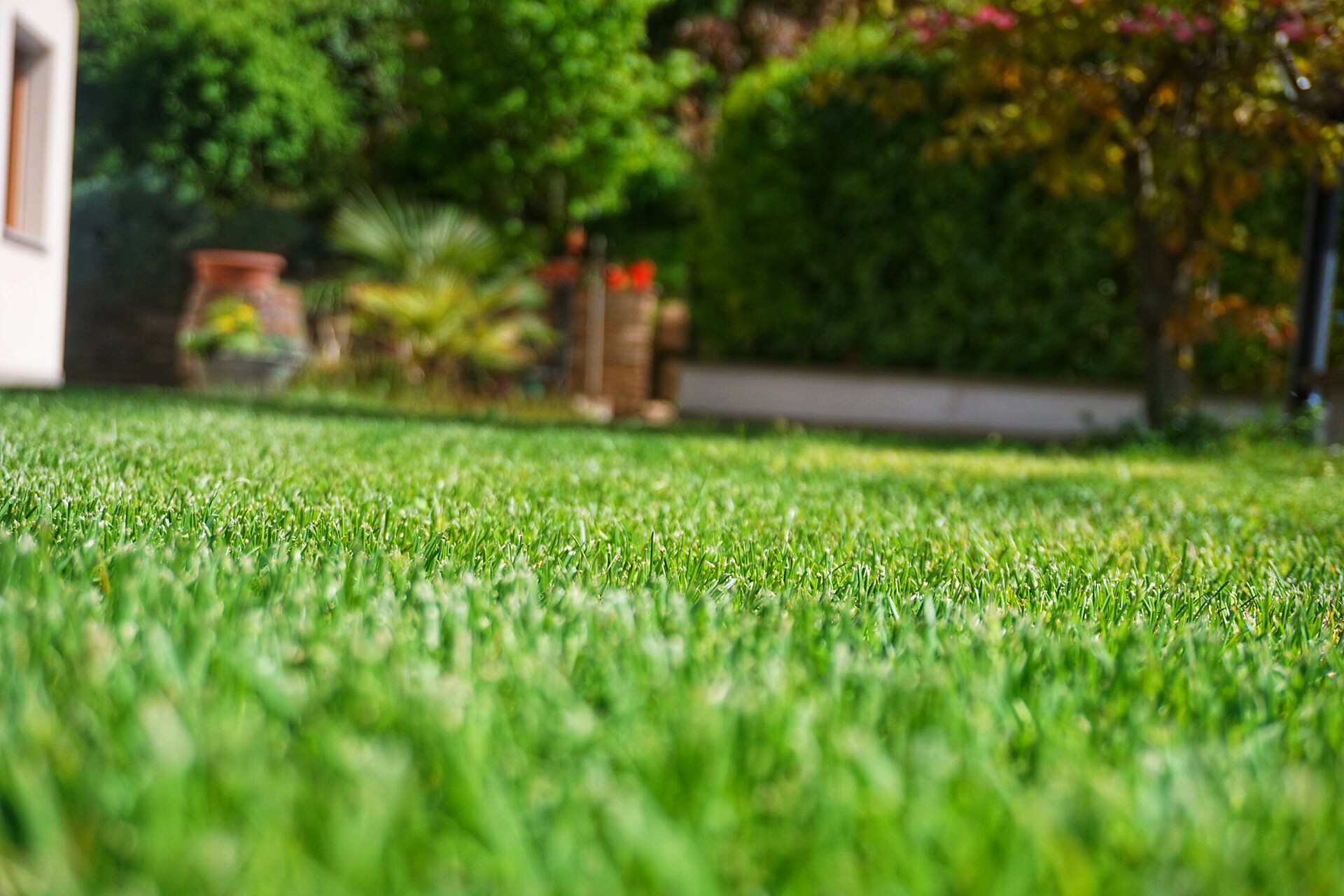 Gras