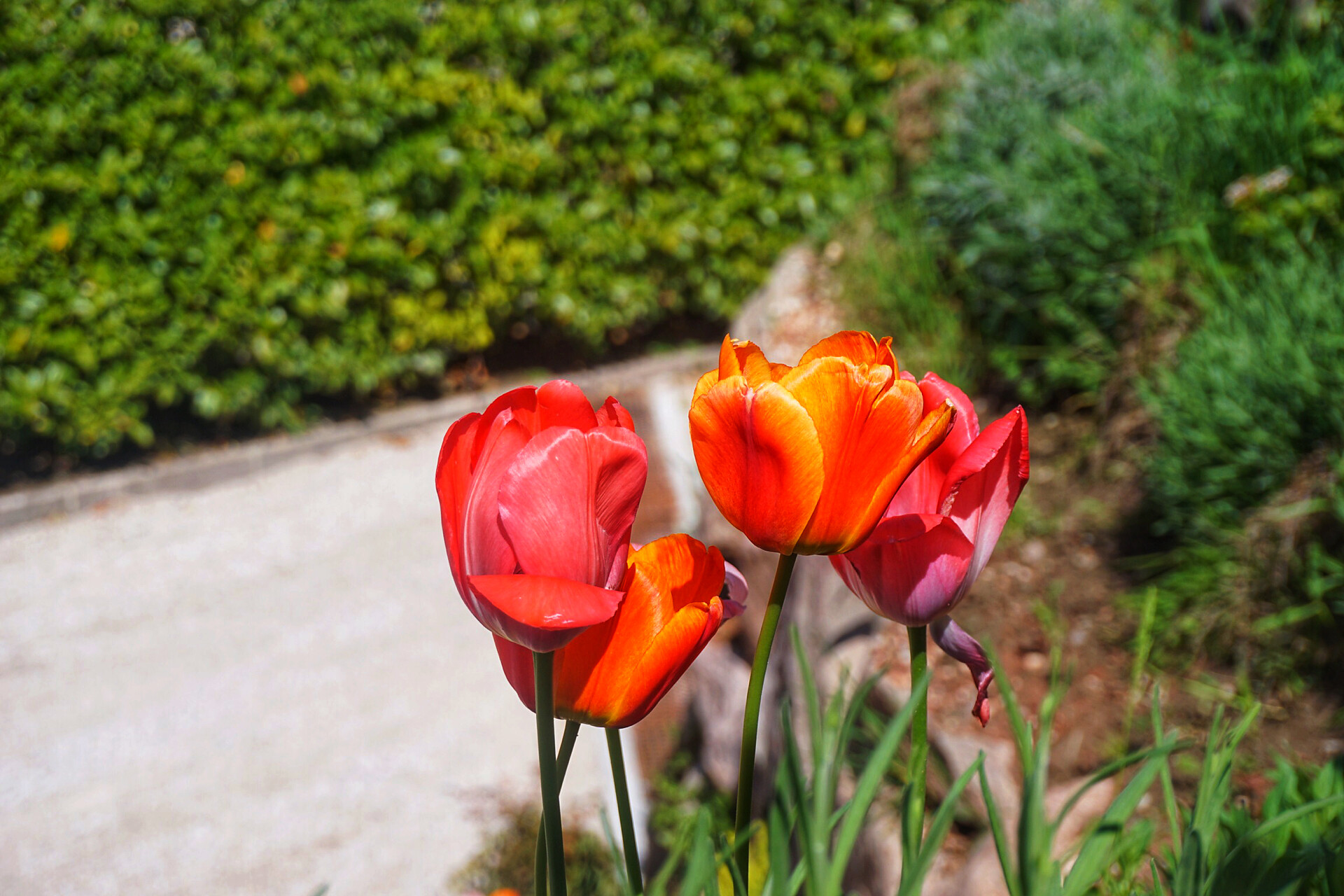 Blumen