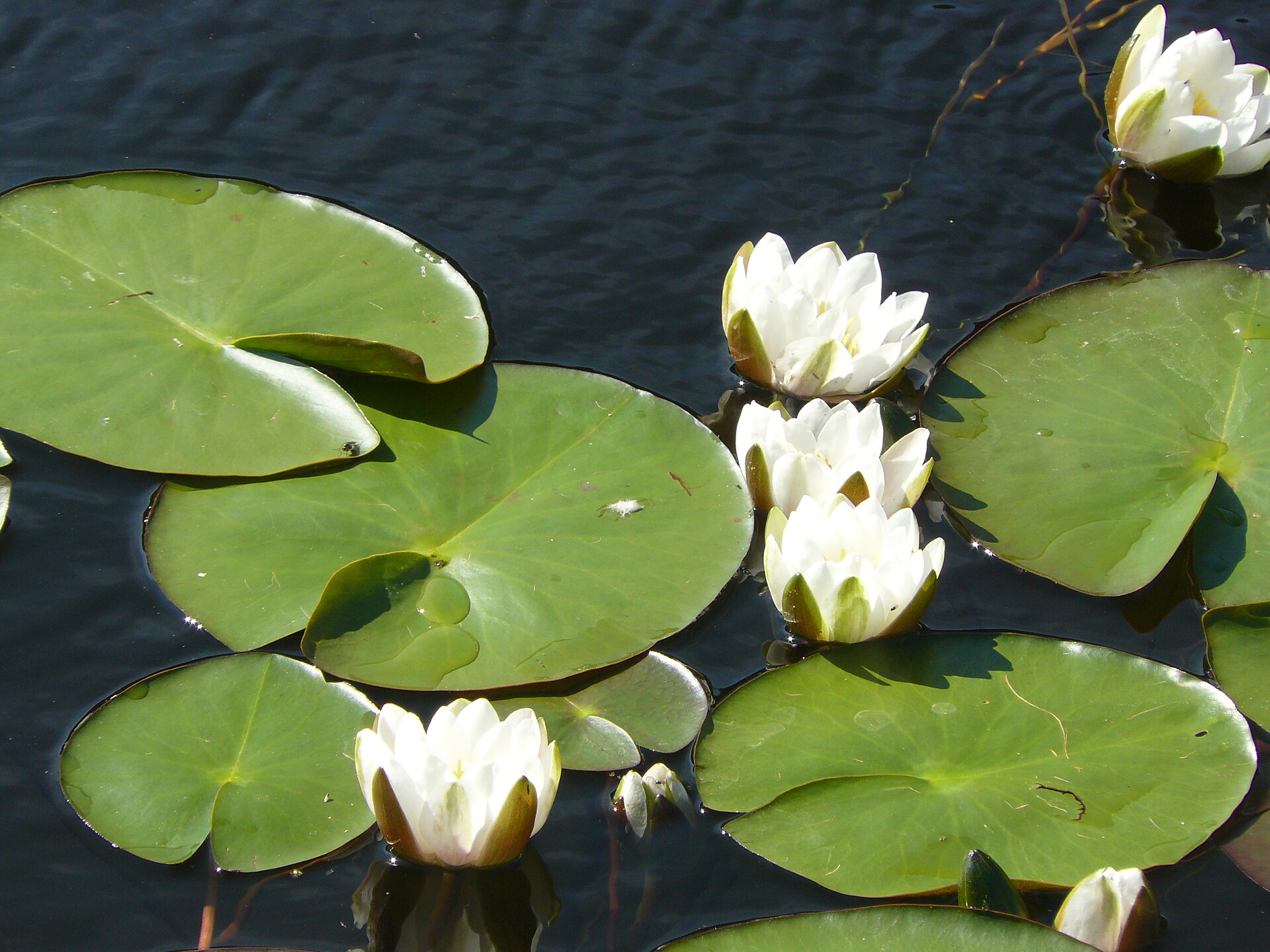 Seerosen auf dem Schwarzen See