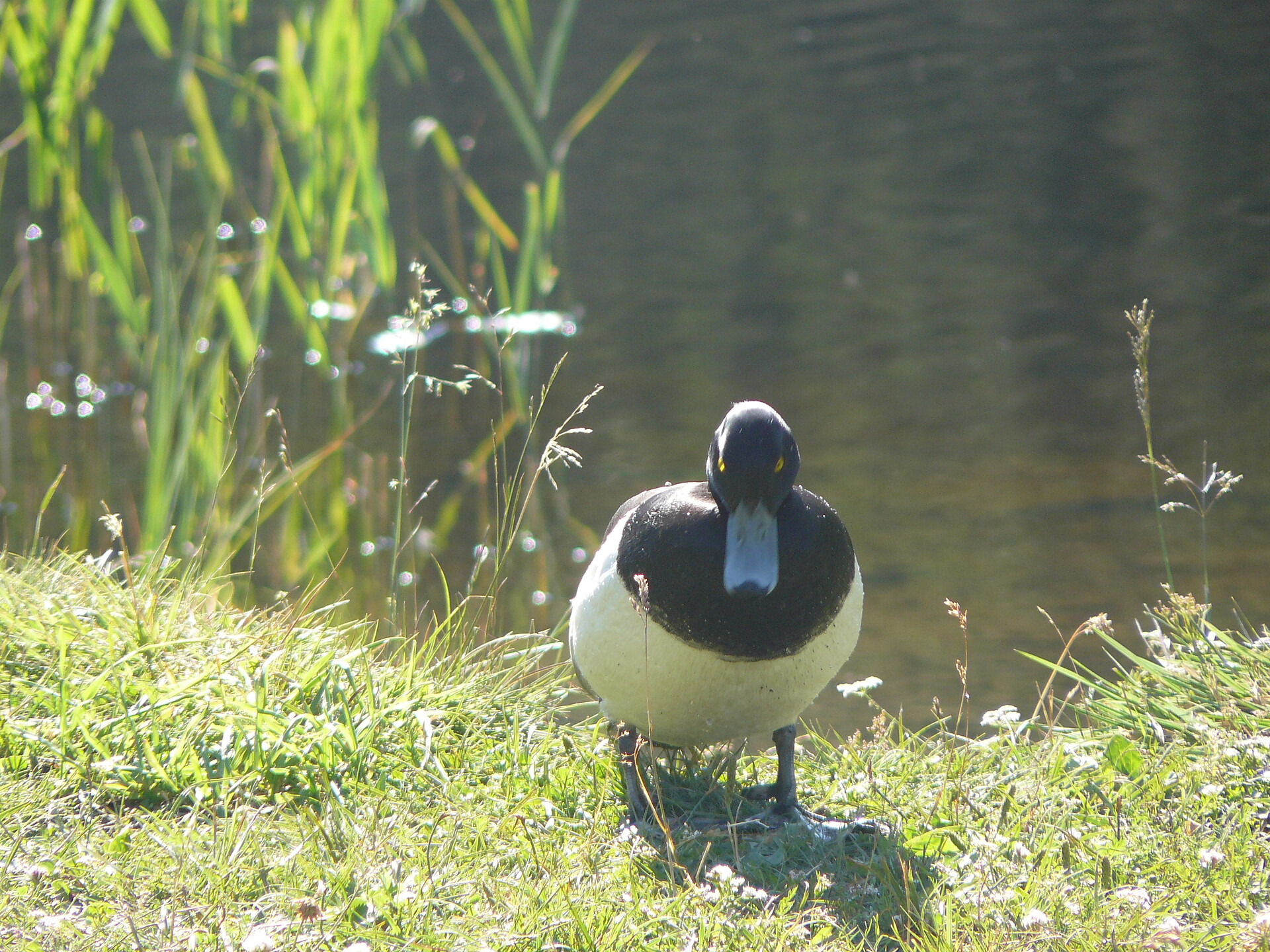 Ente am Schwarzen See