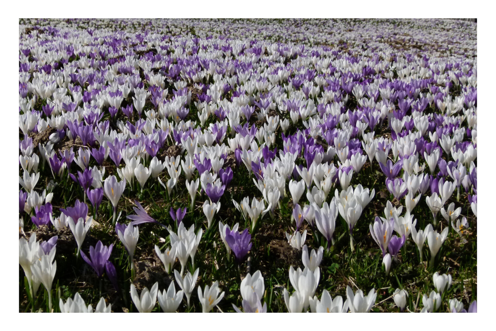 unsere Frühjahrsblüten