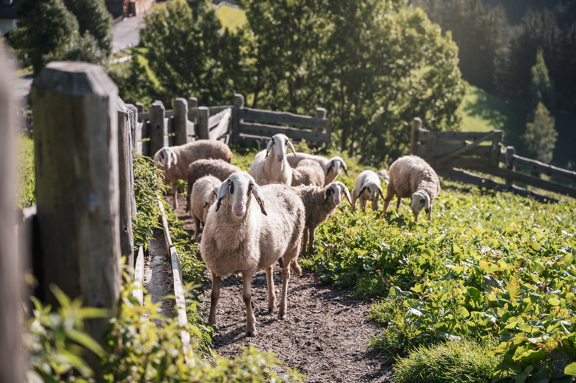 farm