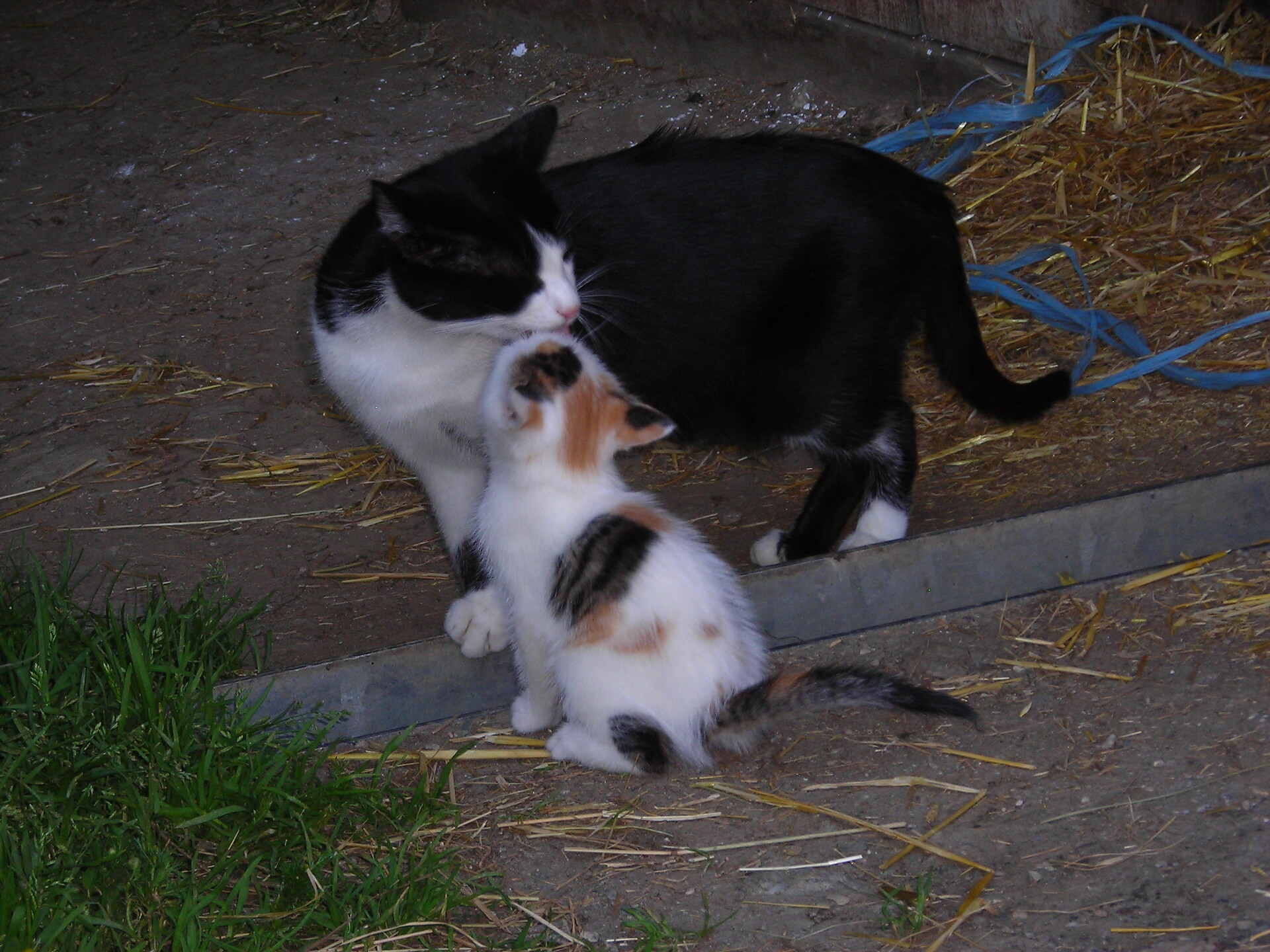gatti