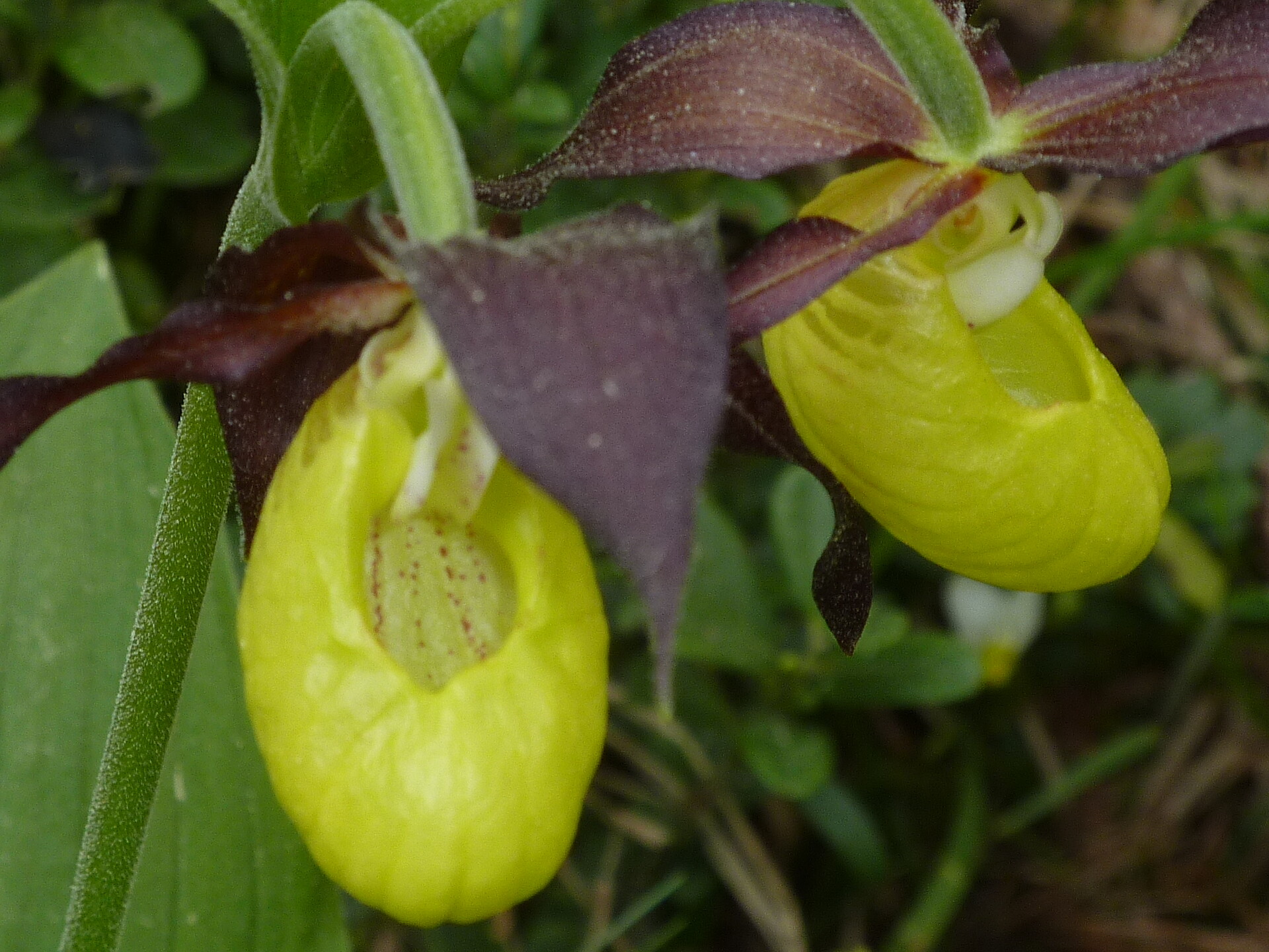orchidee