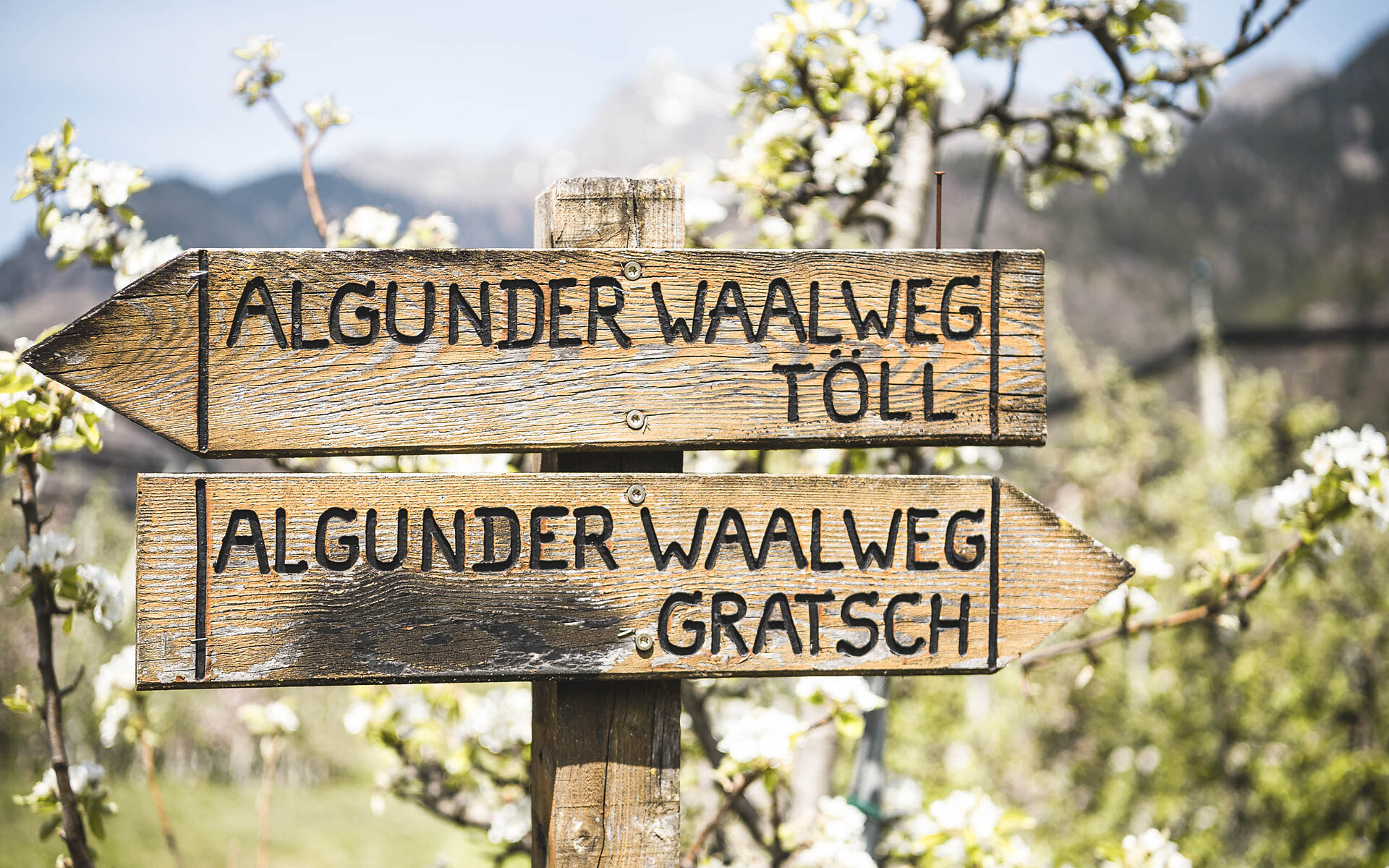 TV Algund / Hannes Niederkofler