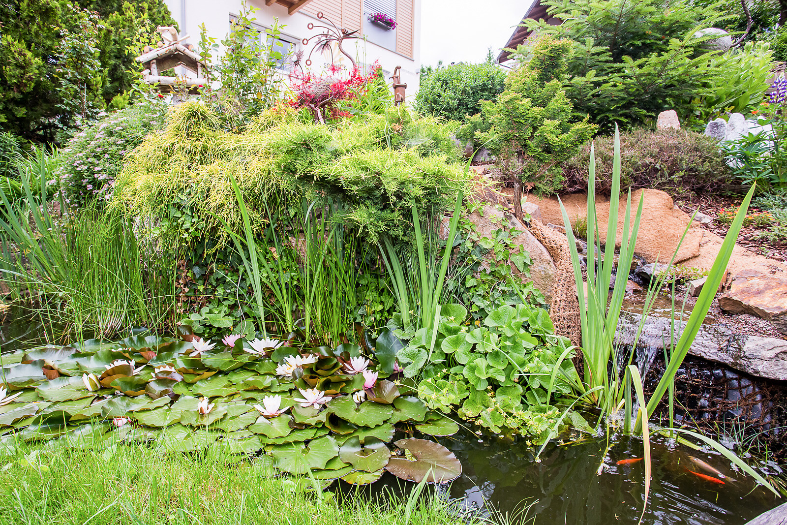 our pond