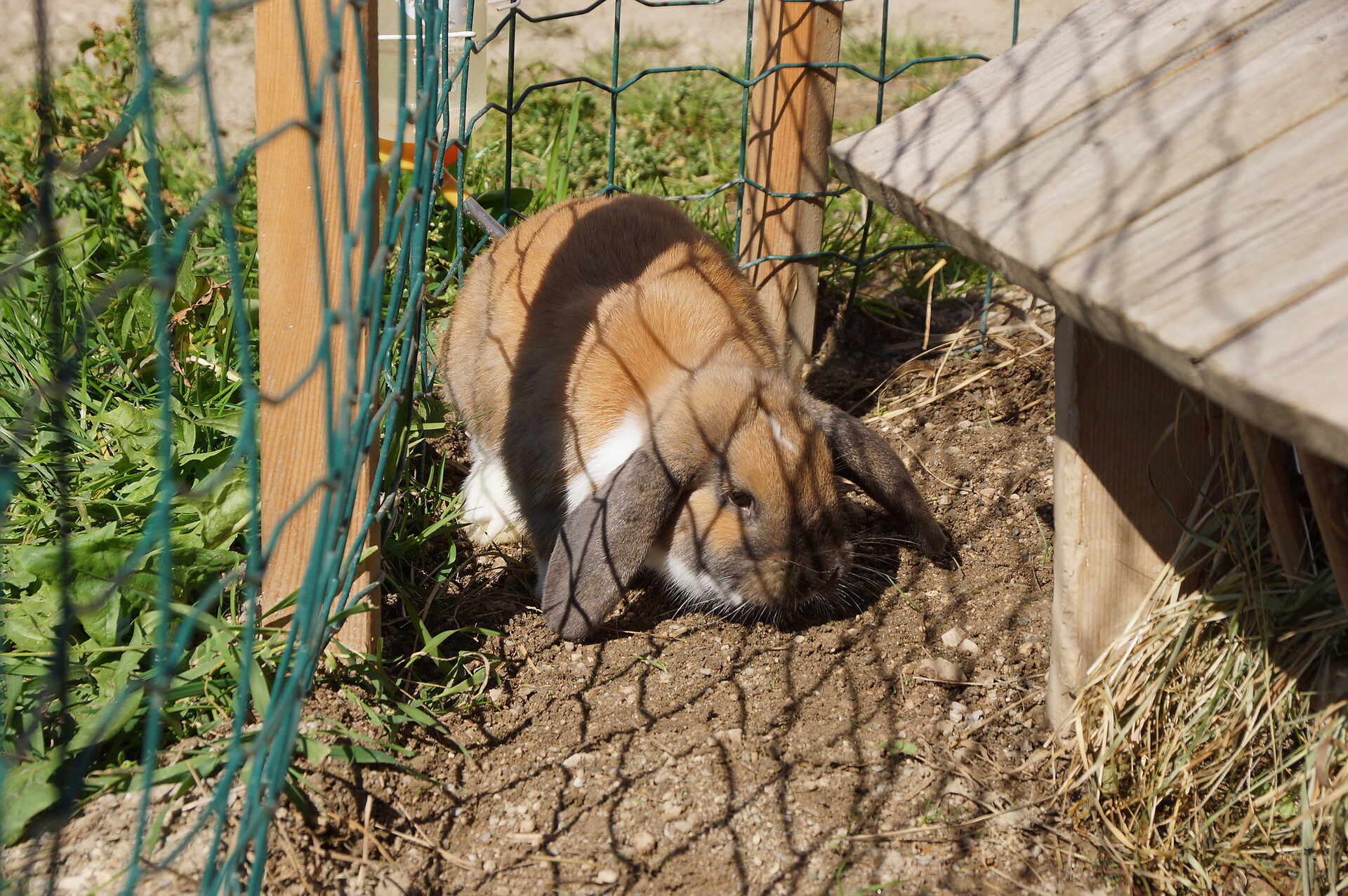 Hase