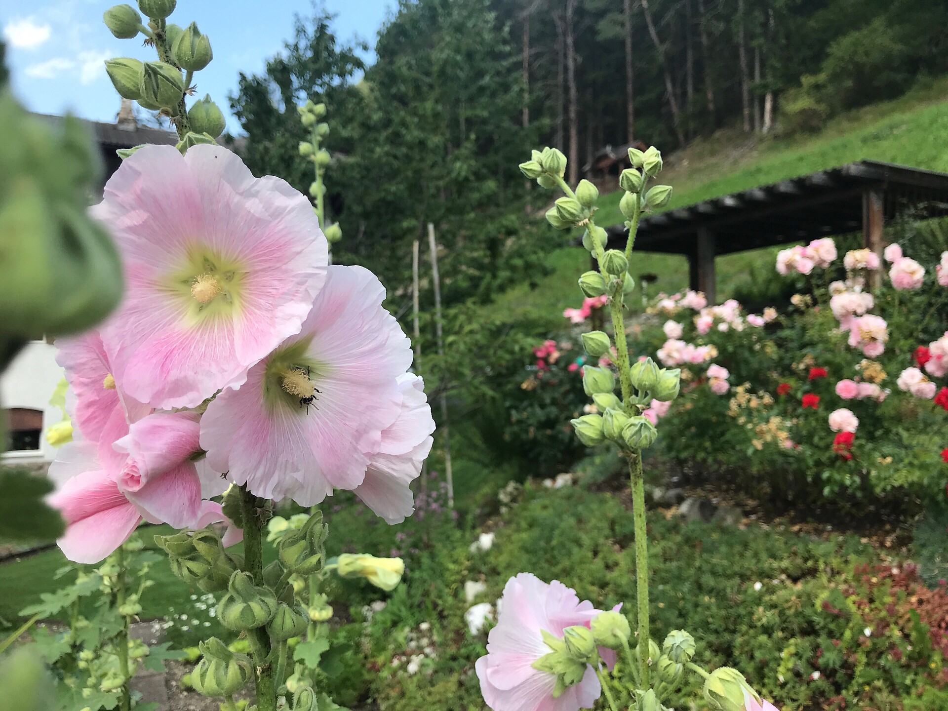 garden