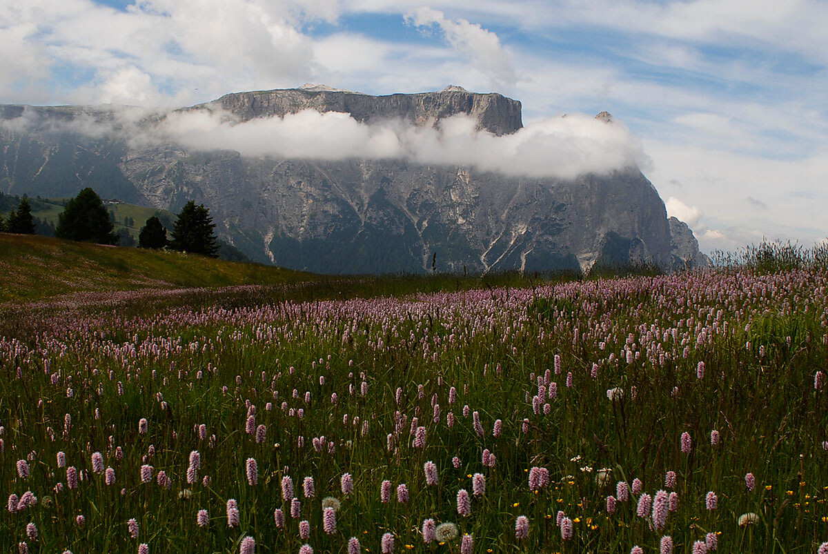 Alpe di Siusi d' estate