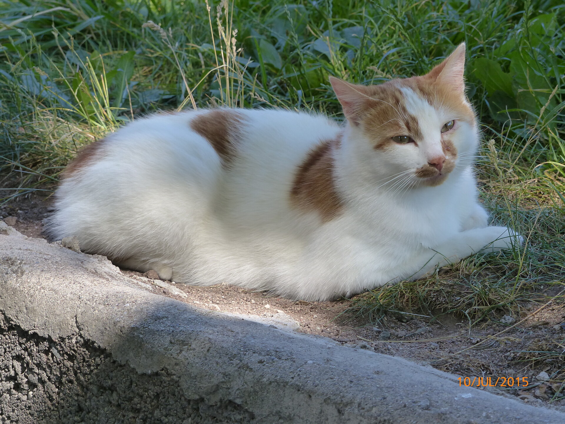 Il gatto di casa.