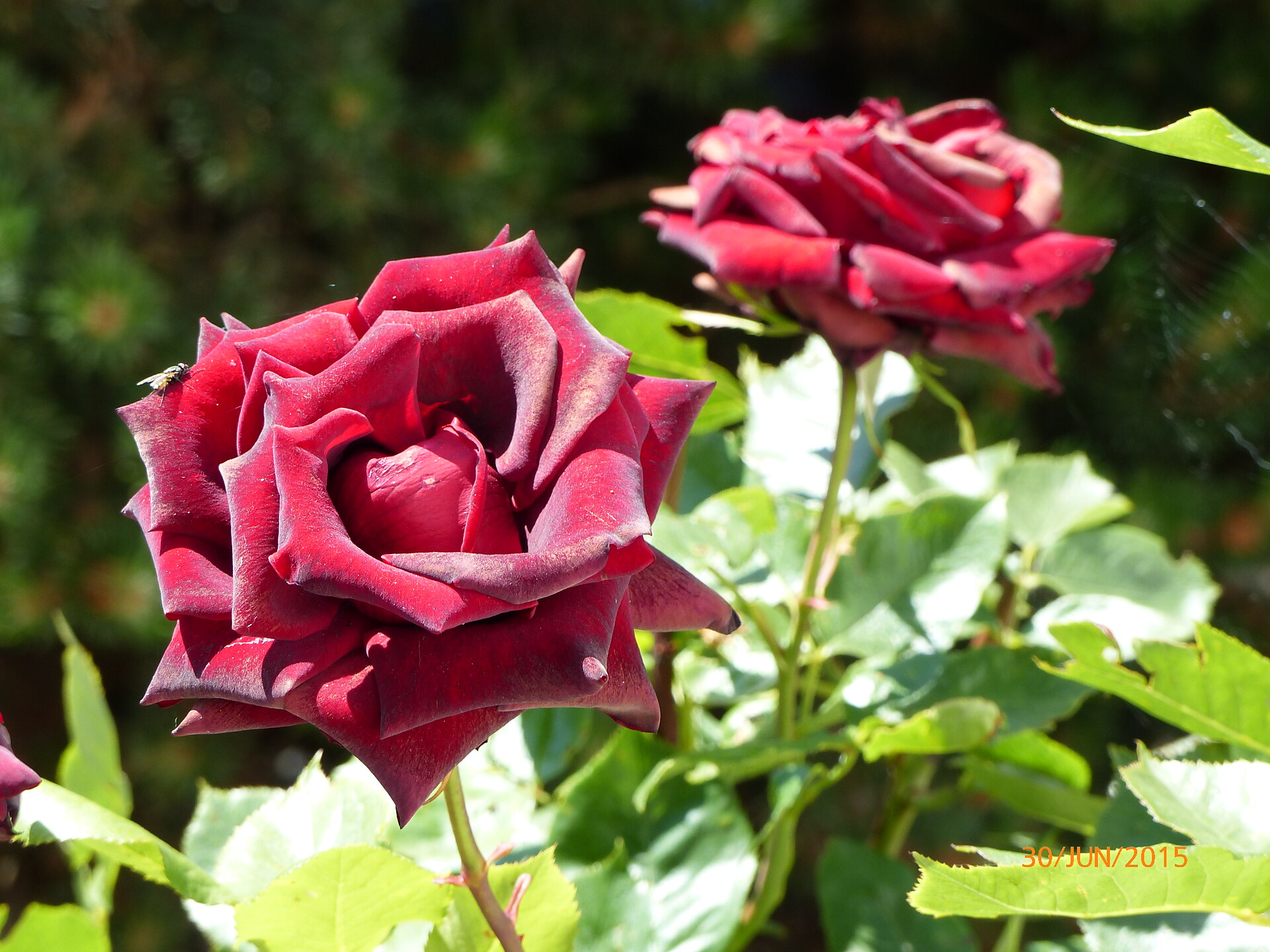 Nel giardino davanti all' appartamento fioriscono le rose rosse.