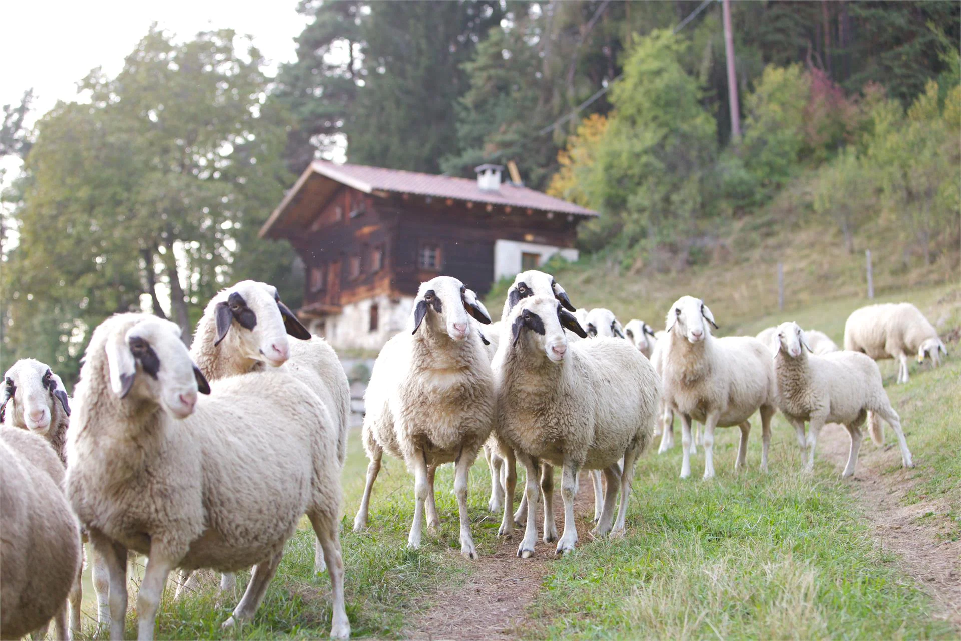 Maso Angerle Welschnofen/Nova Levante 7 suedtirol.info