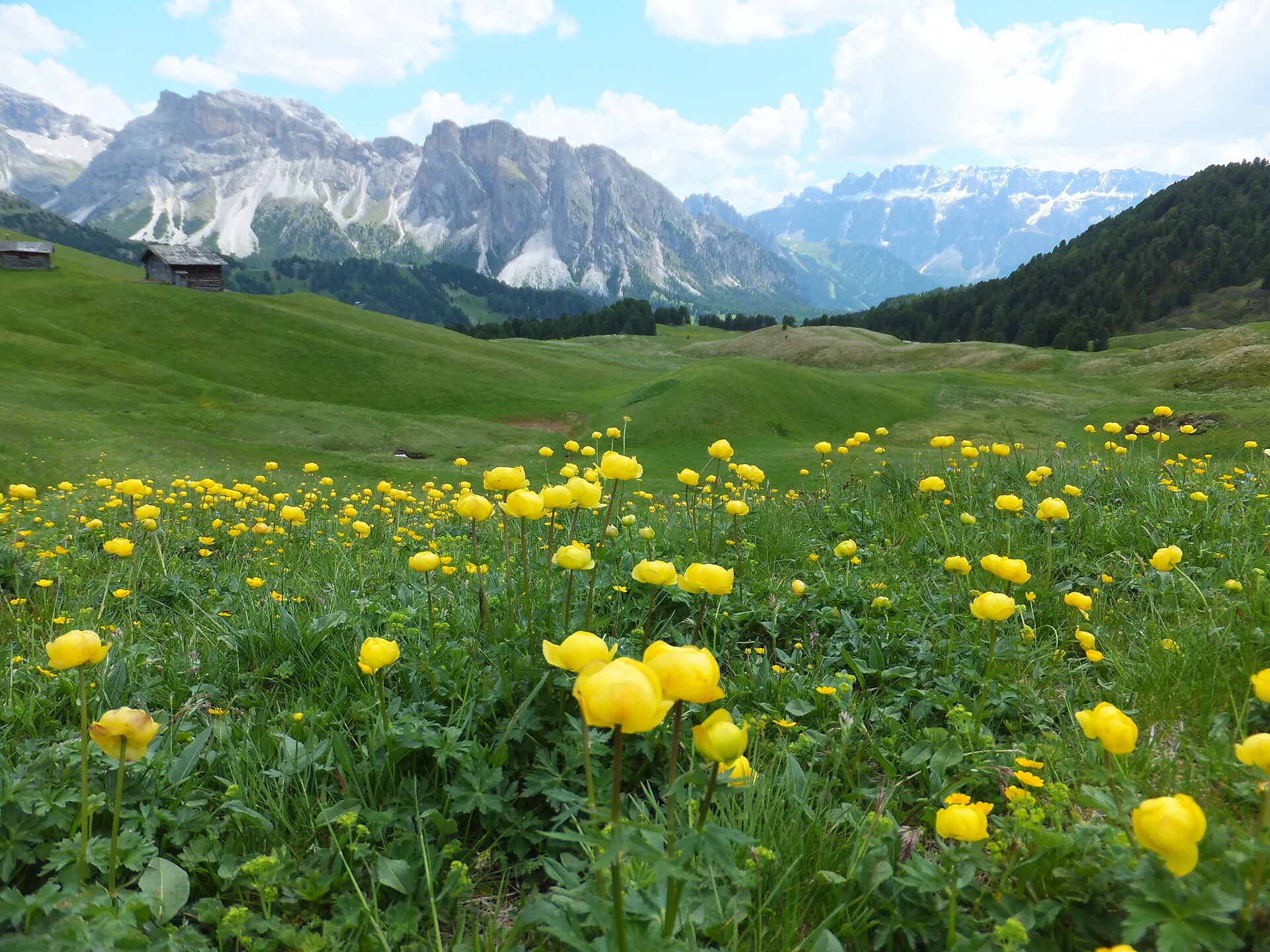Blumen