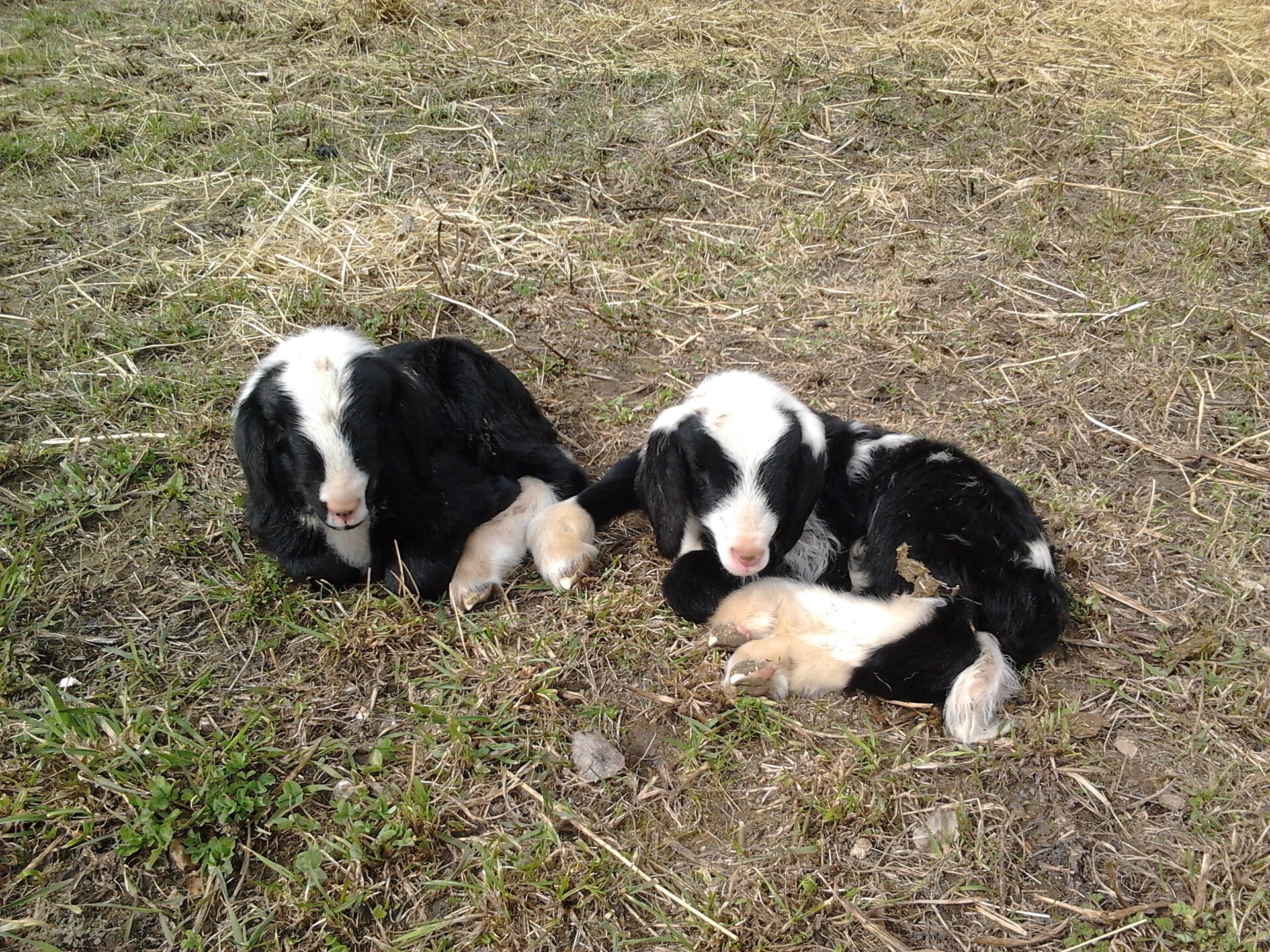 Tiere am Hirberhof Antholzertal
