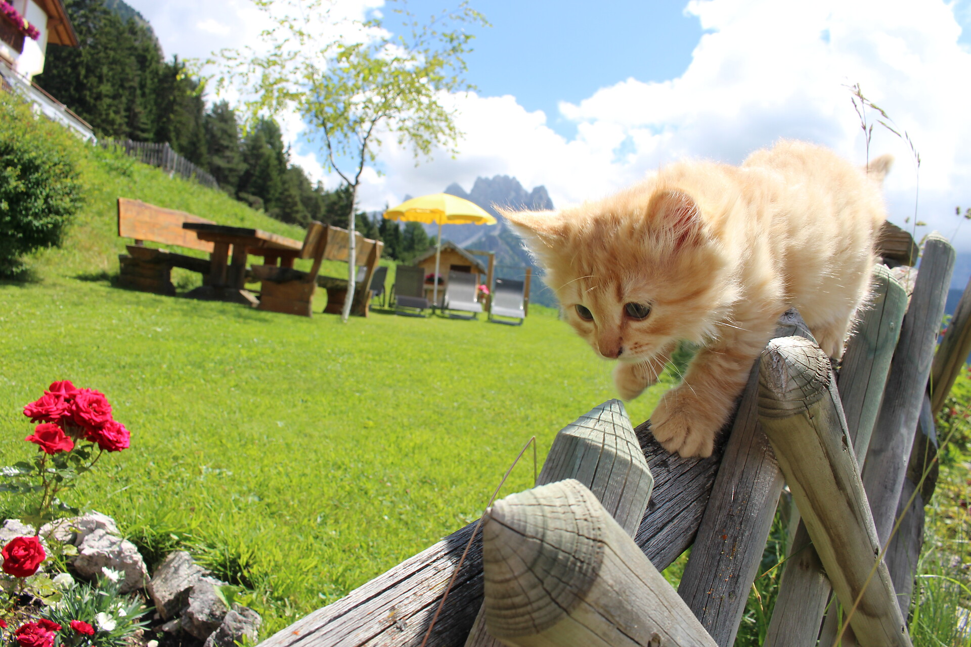 La nostra gattina Mina