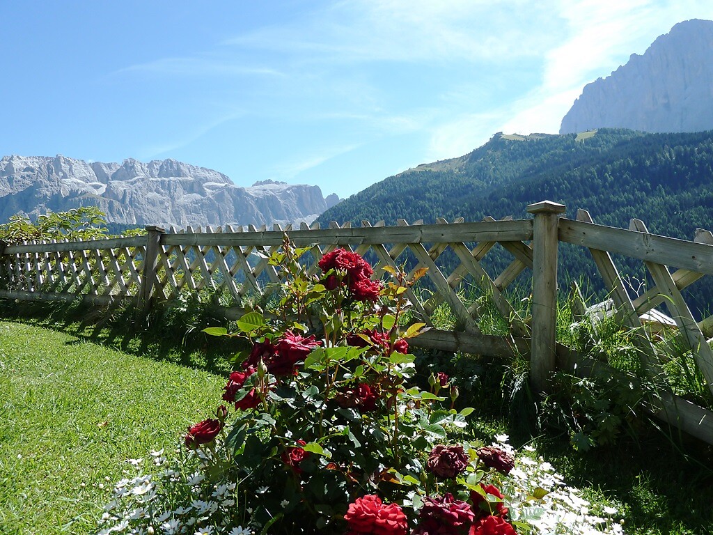 rose nel giardino