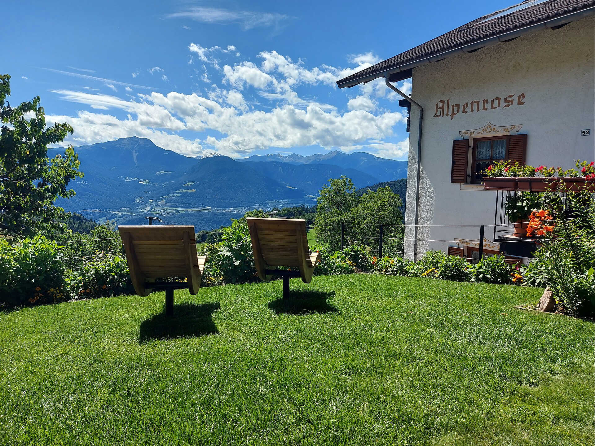 Alpenrose