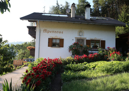 Alpenrose Mölten 8 suedtirol.info