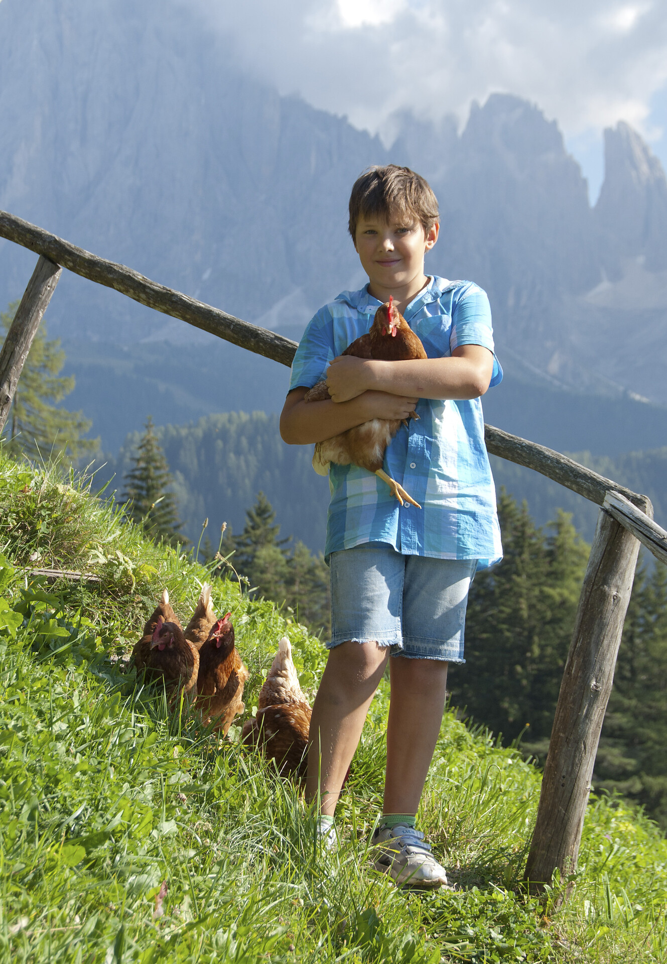 galline felici