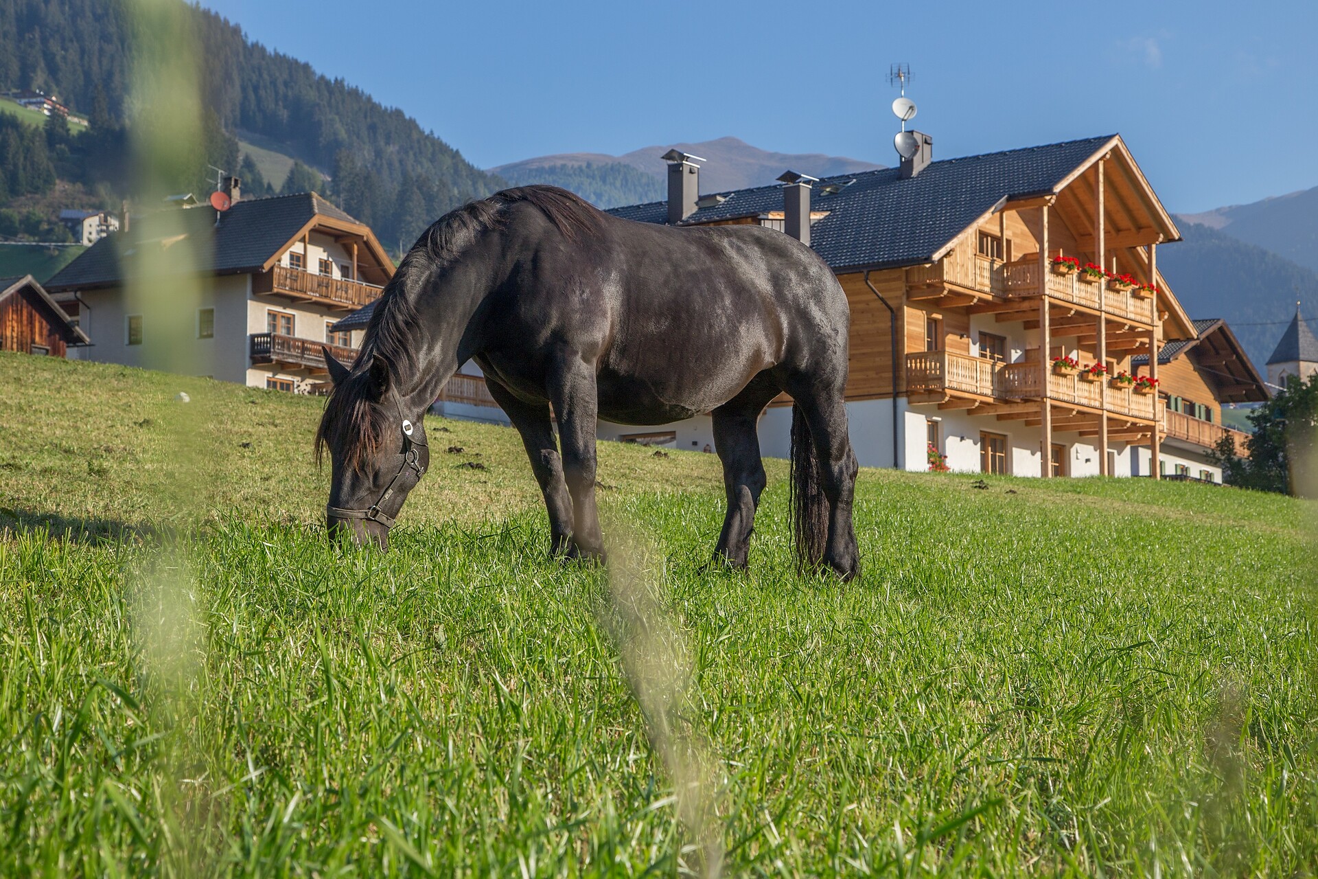 Altmessnerhof 2