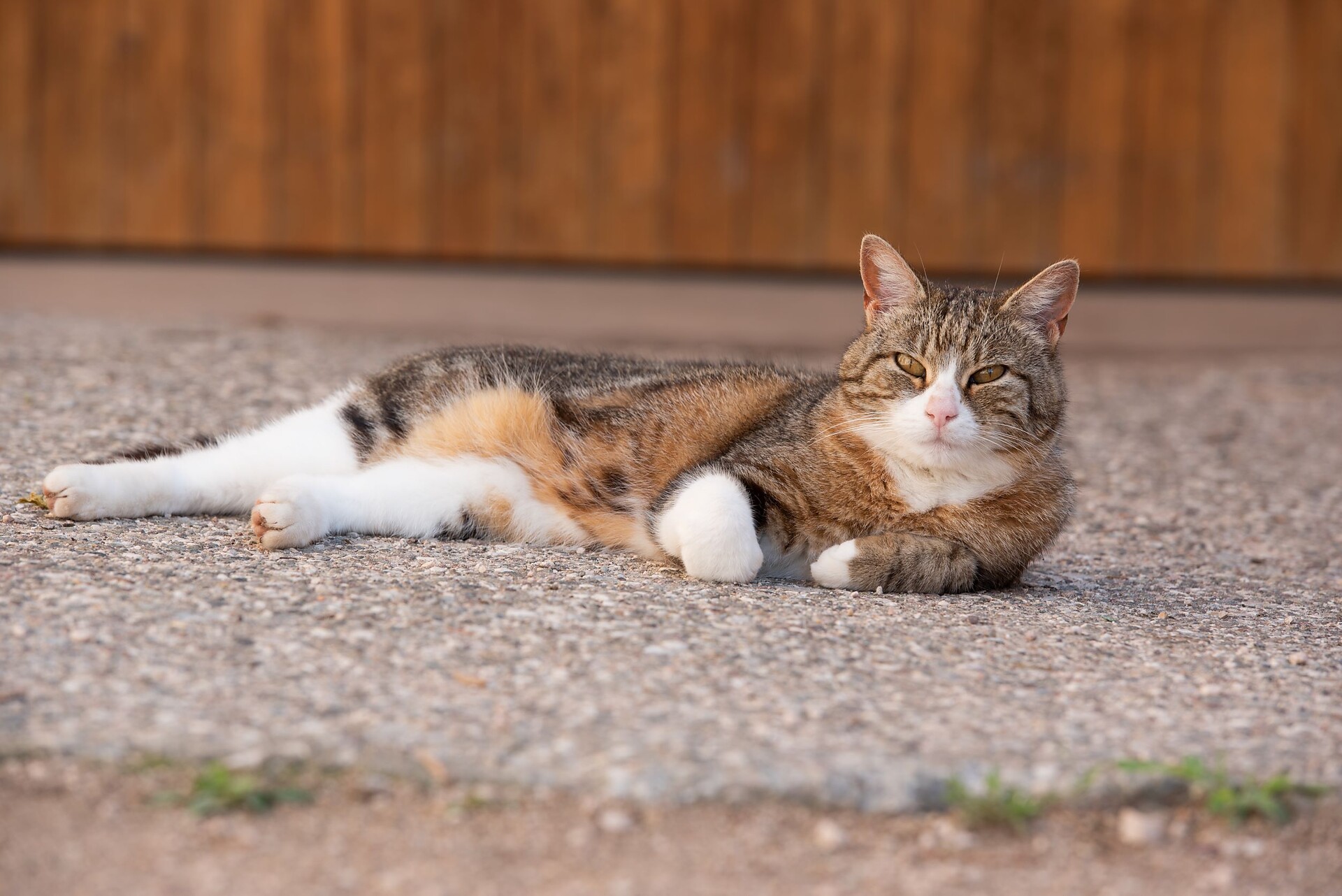 Eine unserer vielen Katzen