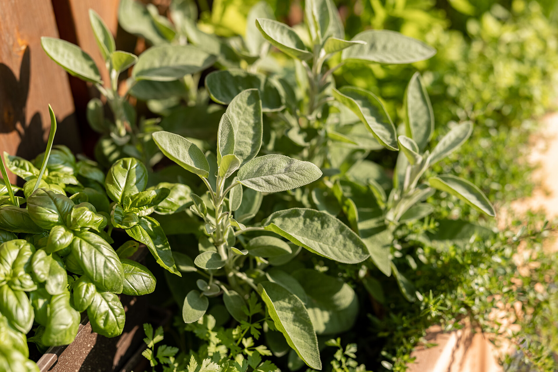 guest herb garden