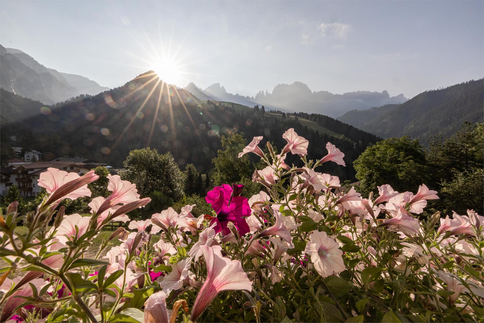 Appartements Jungbrunn Tiers am Rosengarten 9 suedtirol.info