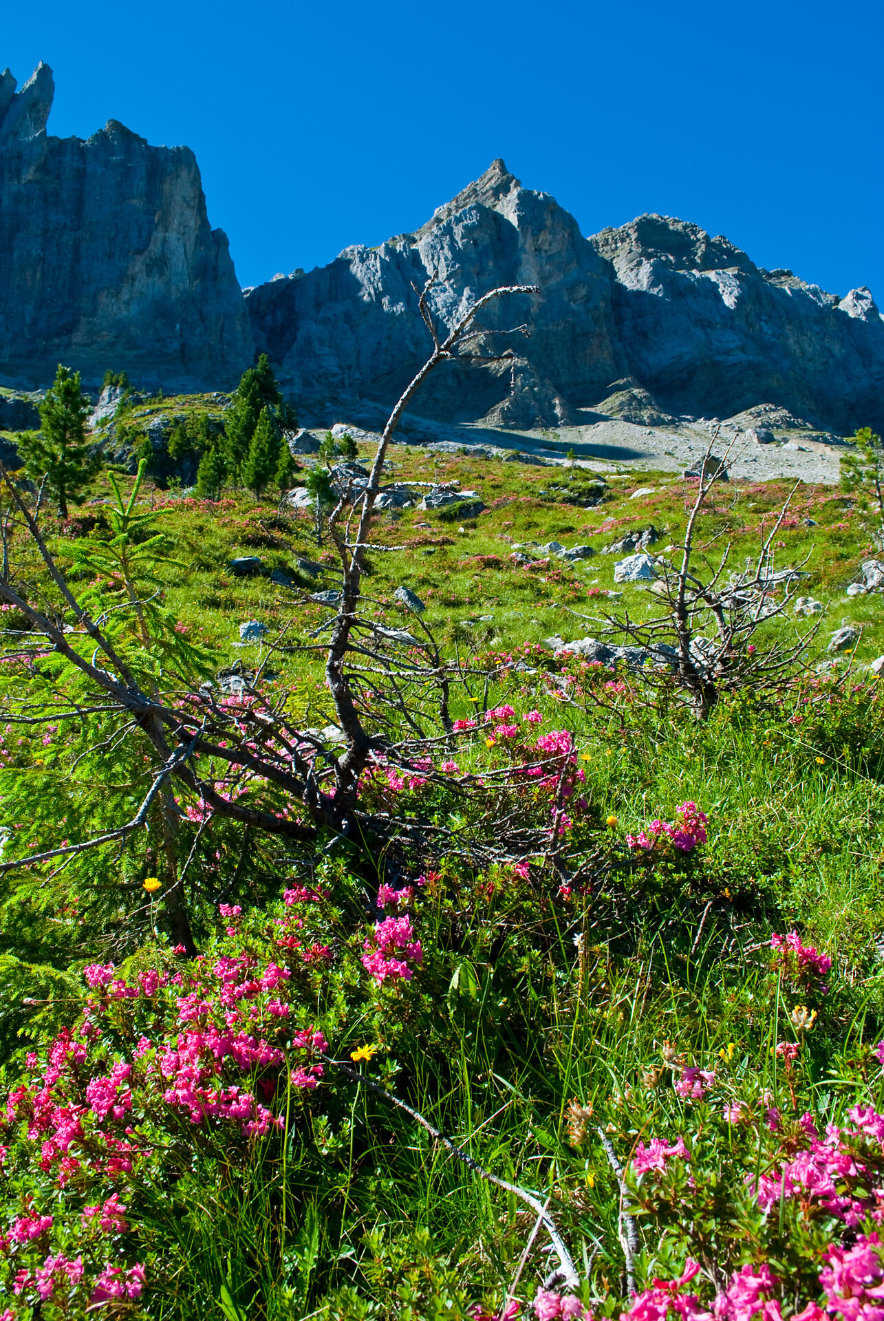 Geisler_Alpenrosen