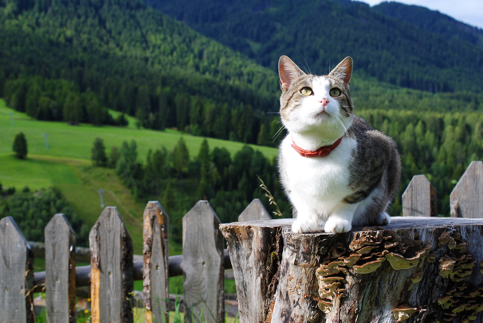 App.Kaserott_Tomi the Cat