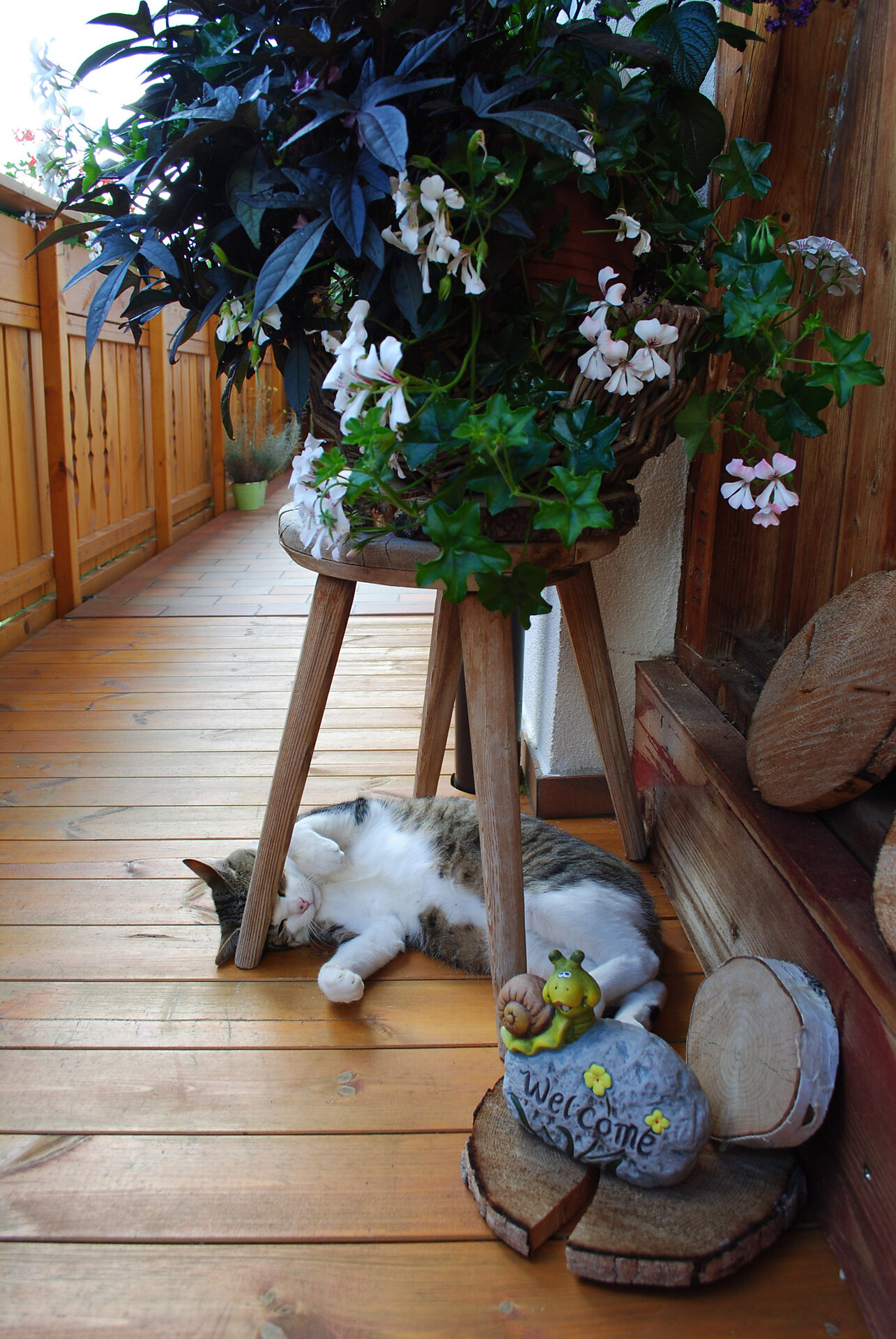 App.Kaserott_Tomi the Cat Welcome