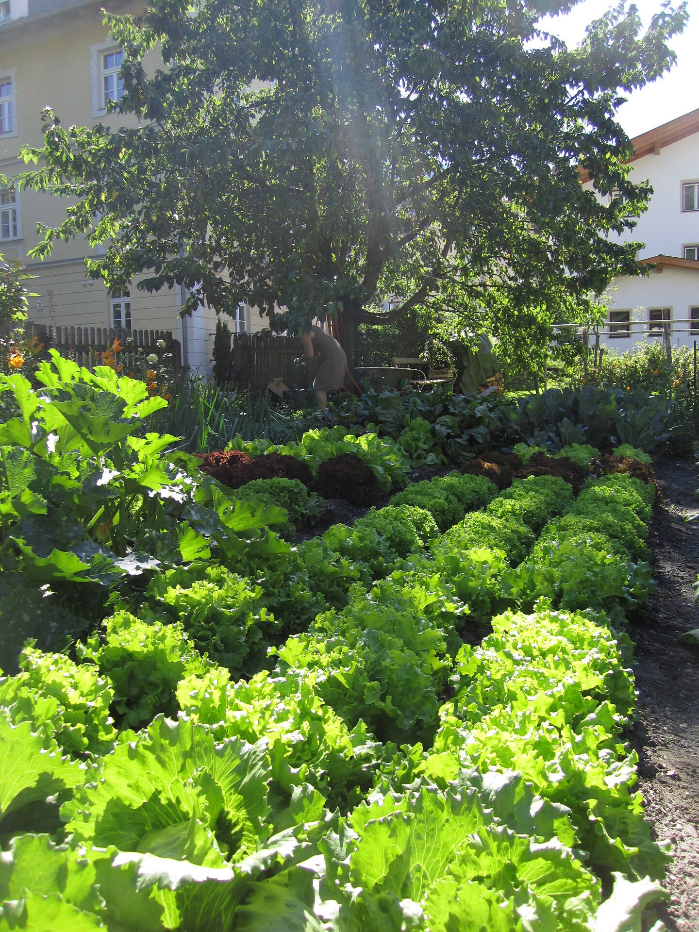 Unser biologischer Gemüsegarten