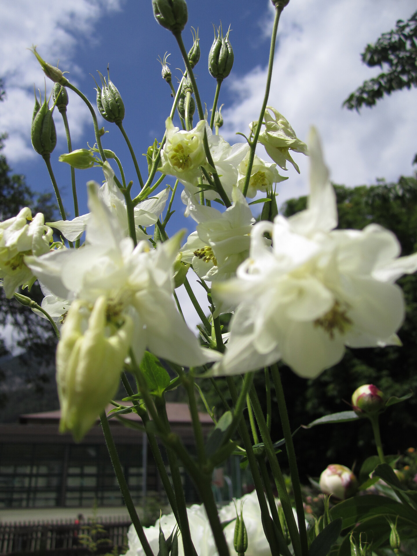 Blumen im Garten