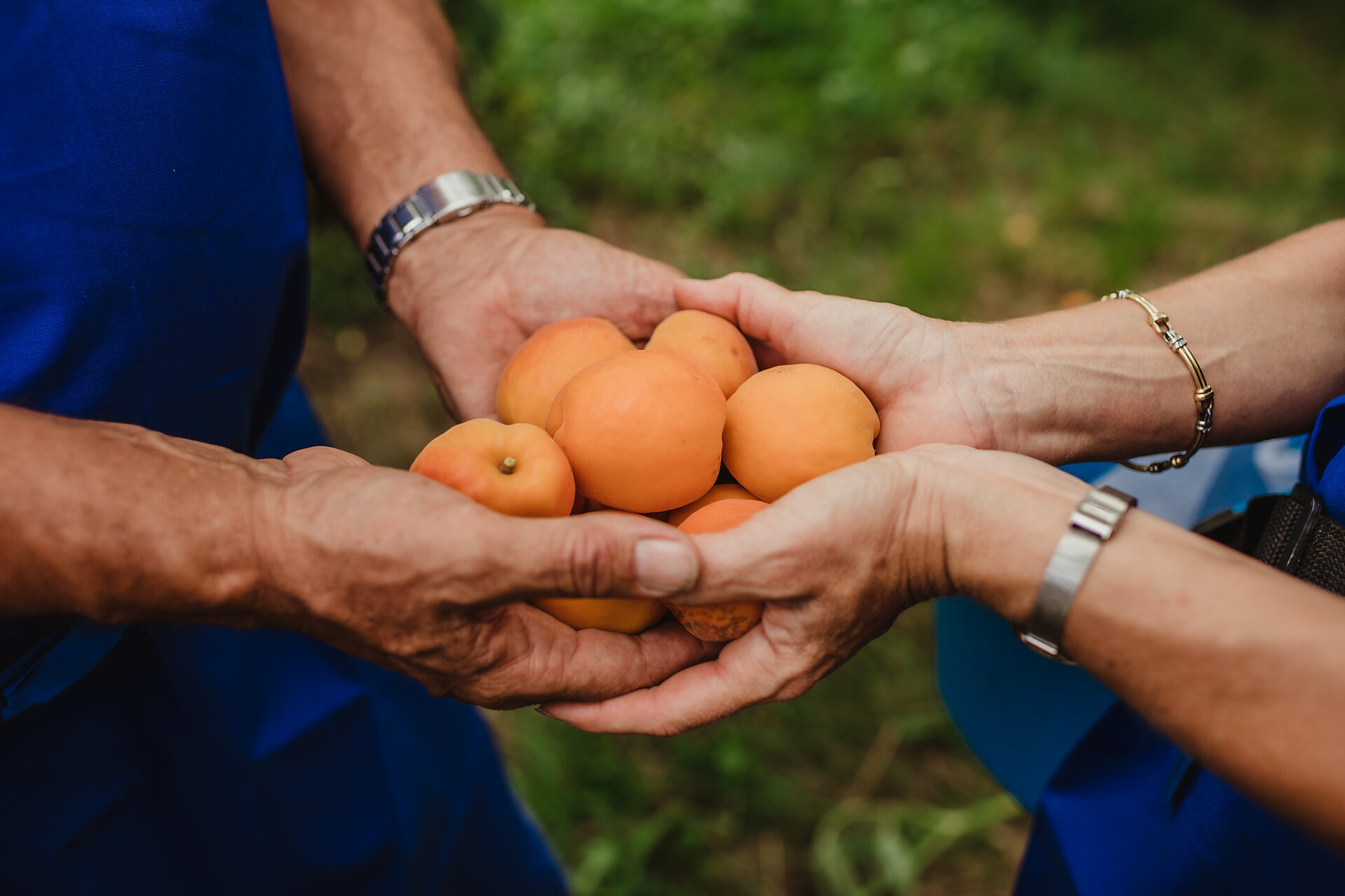 Our bio apricots, which are processed into delicious jam