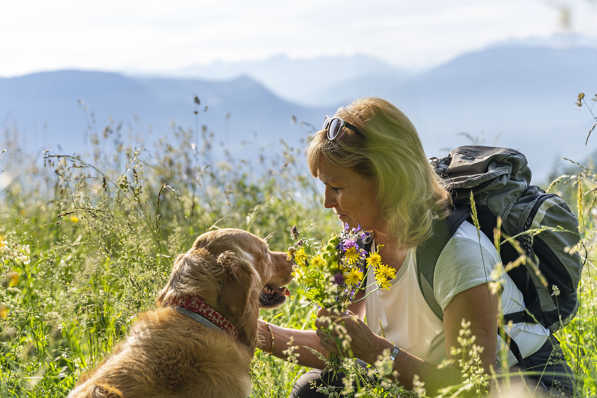 Dogs are welcome in two apartments
