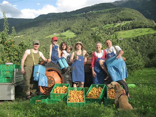the orchards with apricots