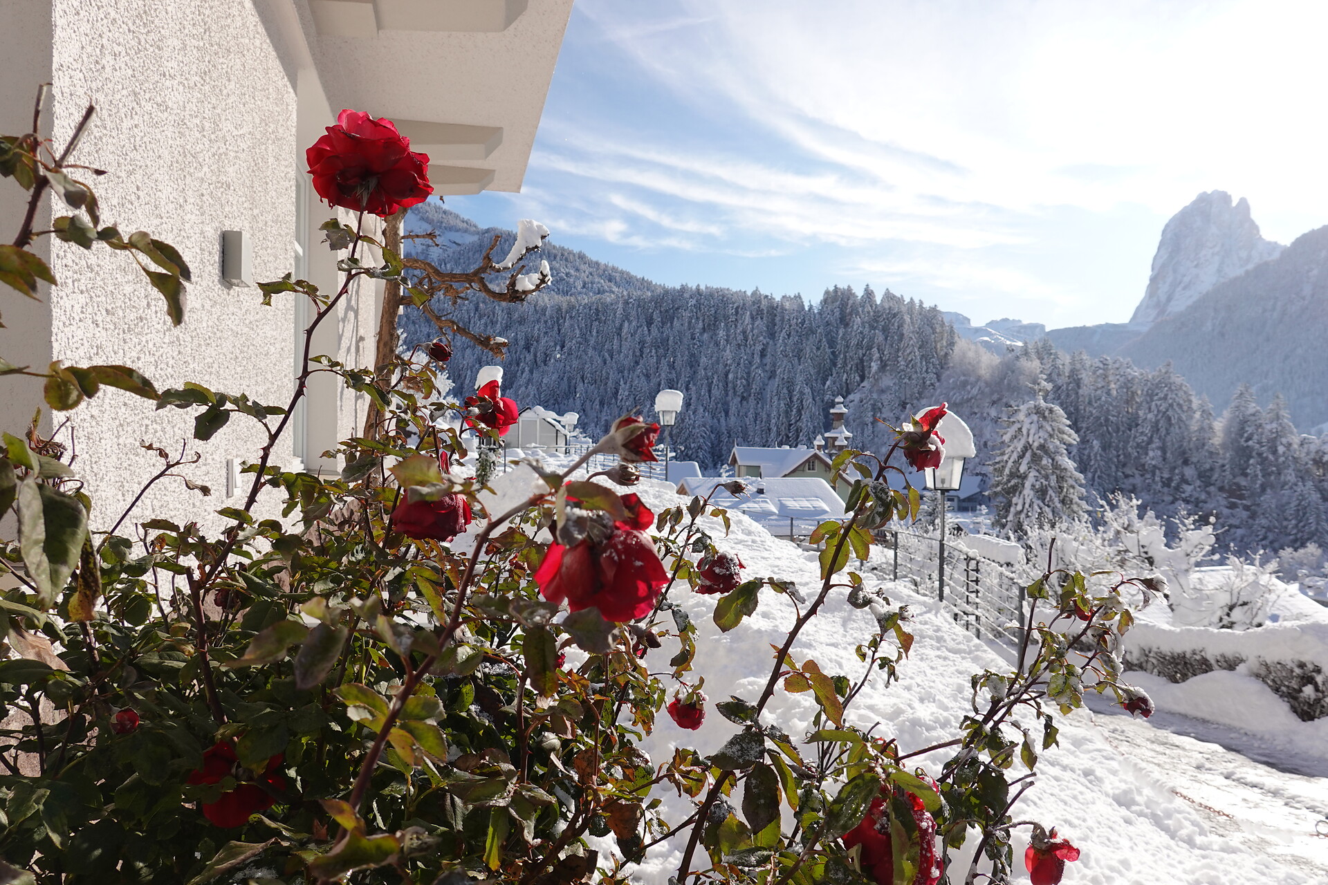 Schnee und Rosen