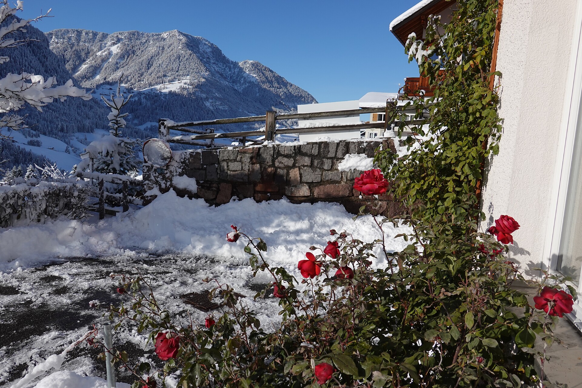Schnee und Rosen