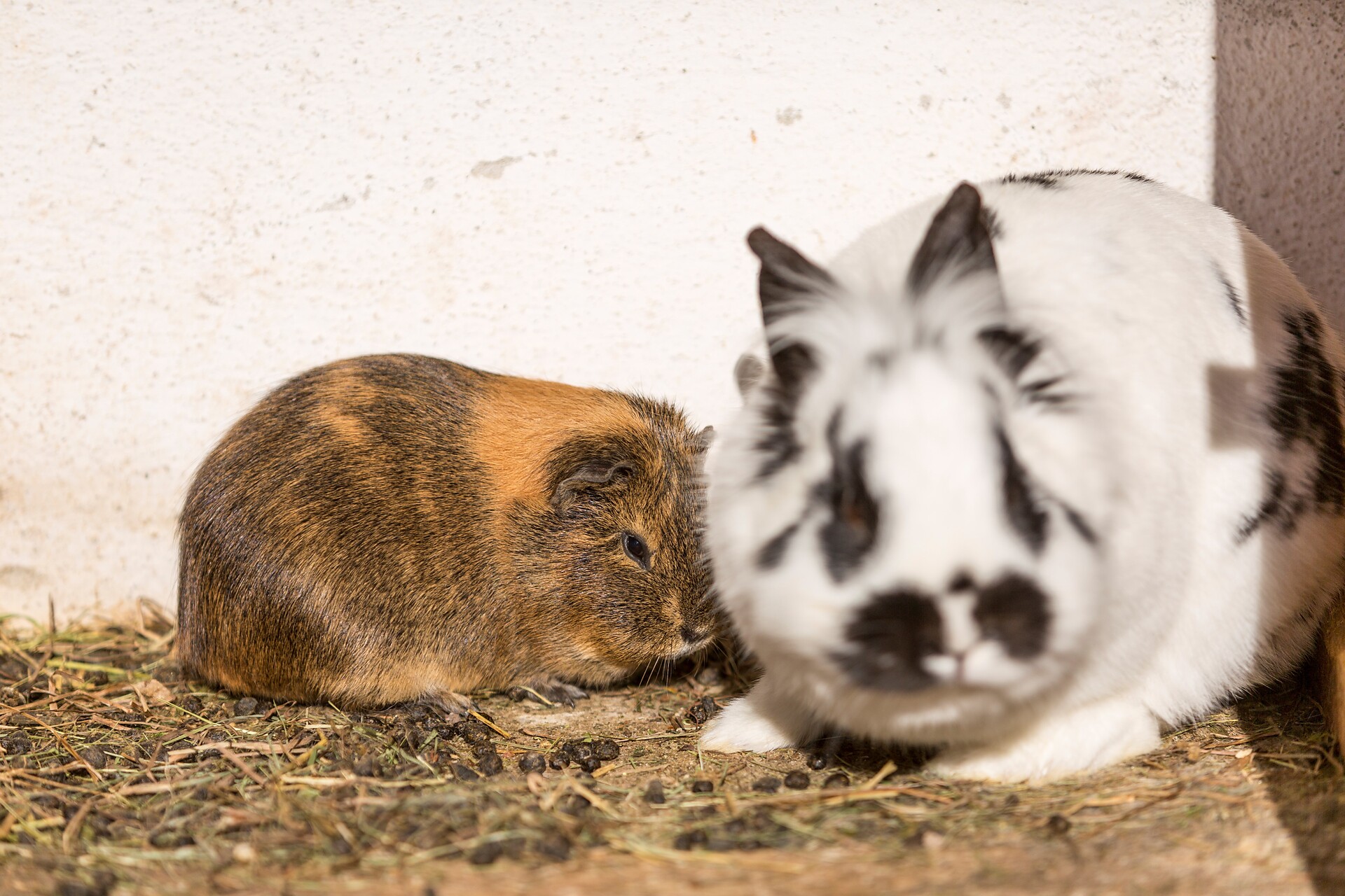 Bobby und Hopsy