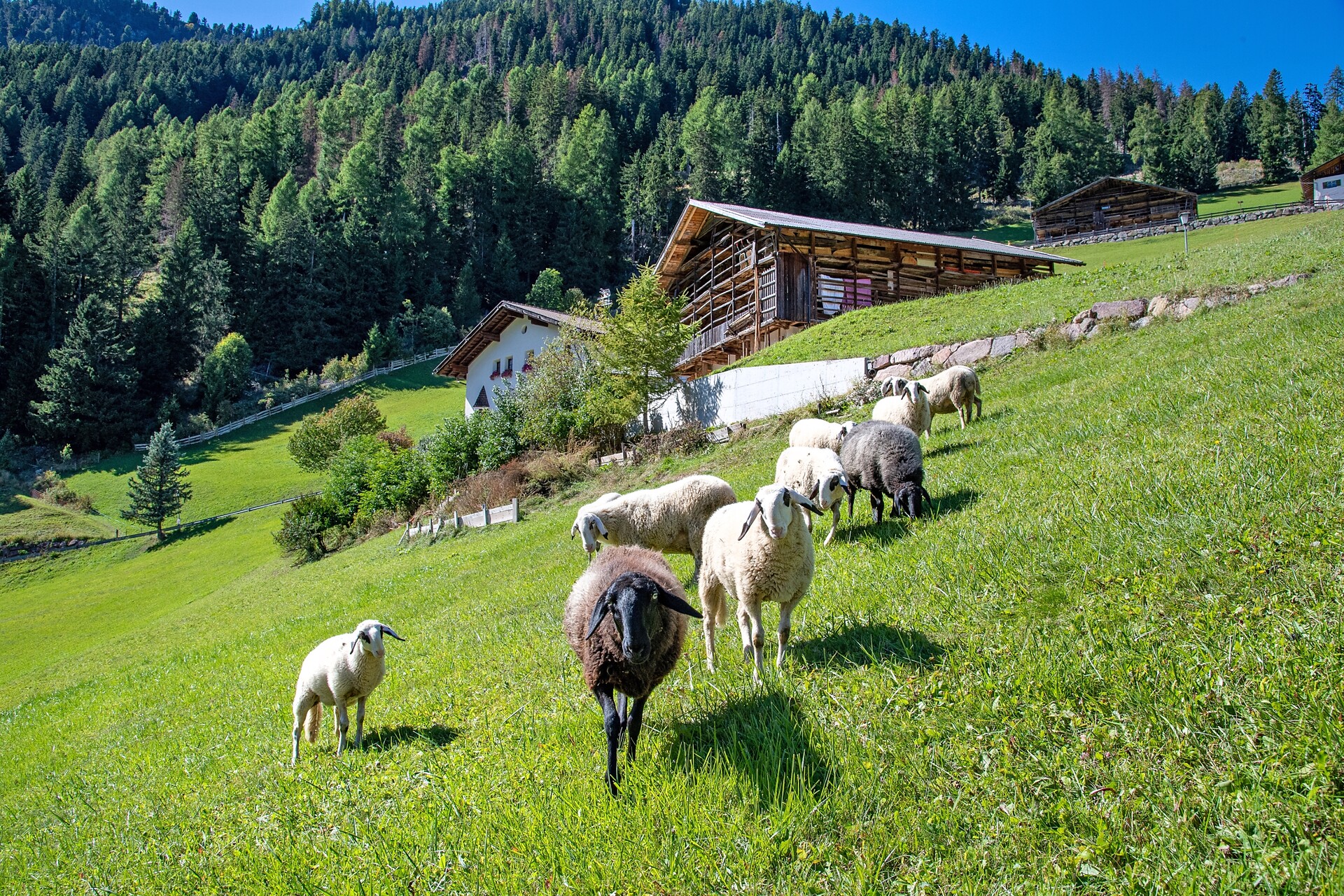 Apartments Tuene Ortisei Val Gardena Dolomites