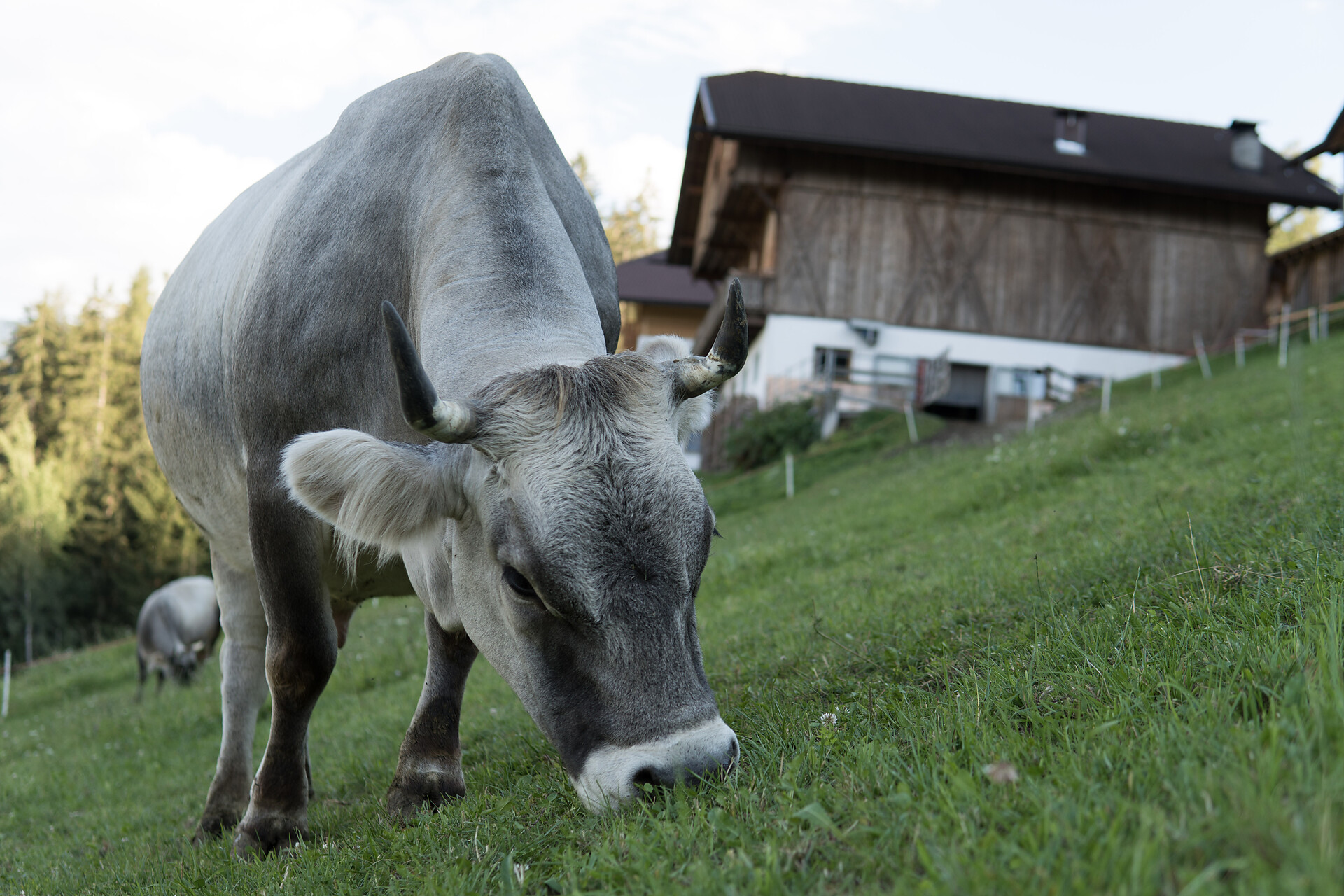 Holzerhof