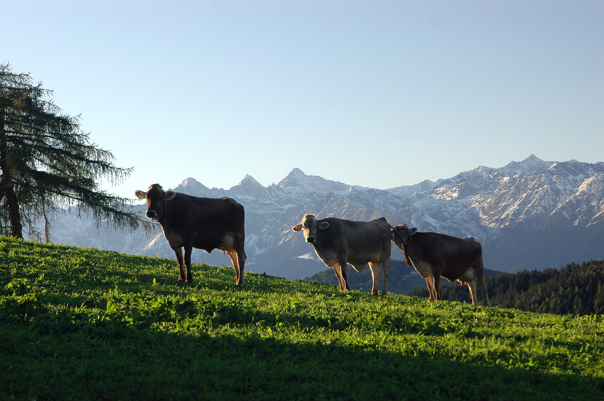 Meran 2000