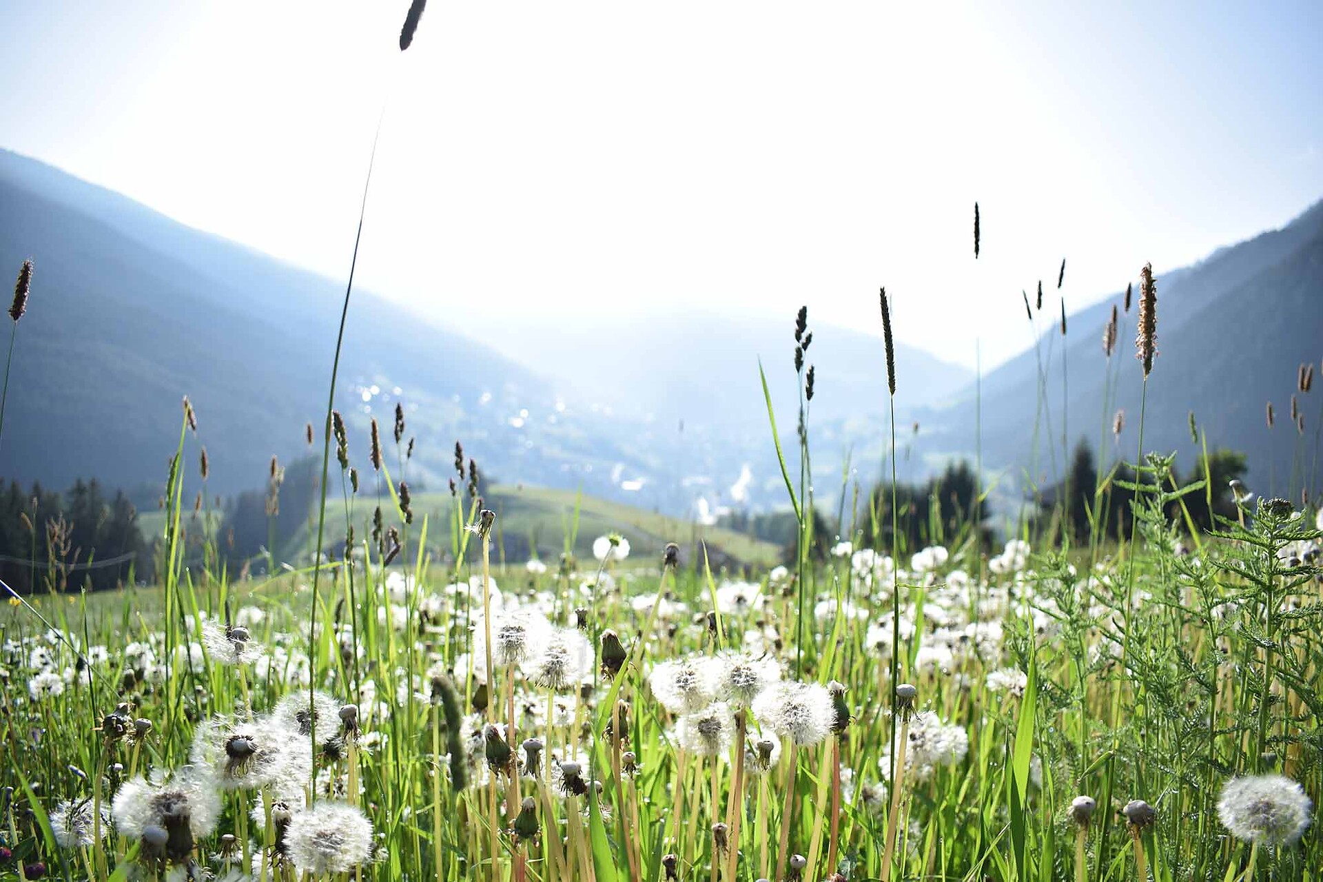 Apartments Bellaria - Dolomitenregion Gröden - #24 - suedtirol.info