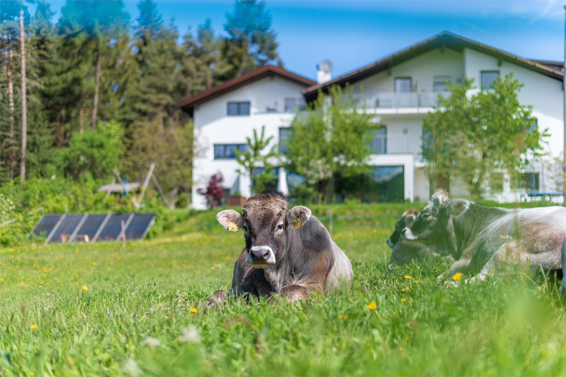 App. Haus Oberzöhr Deutschnofen 2 suedtirol.info